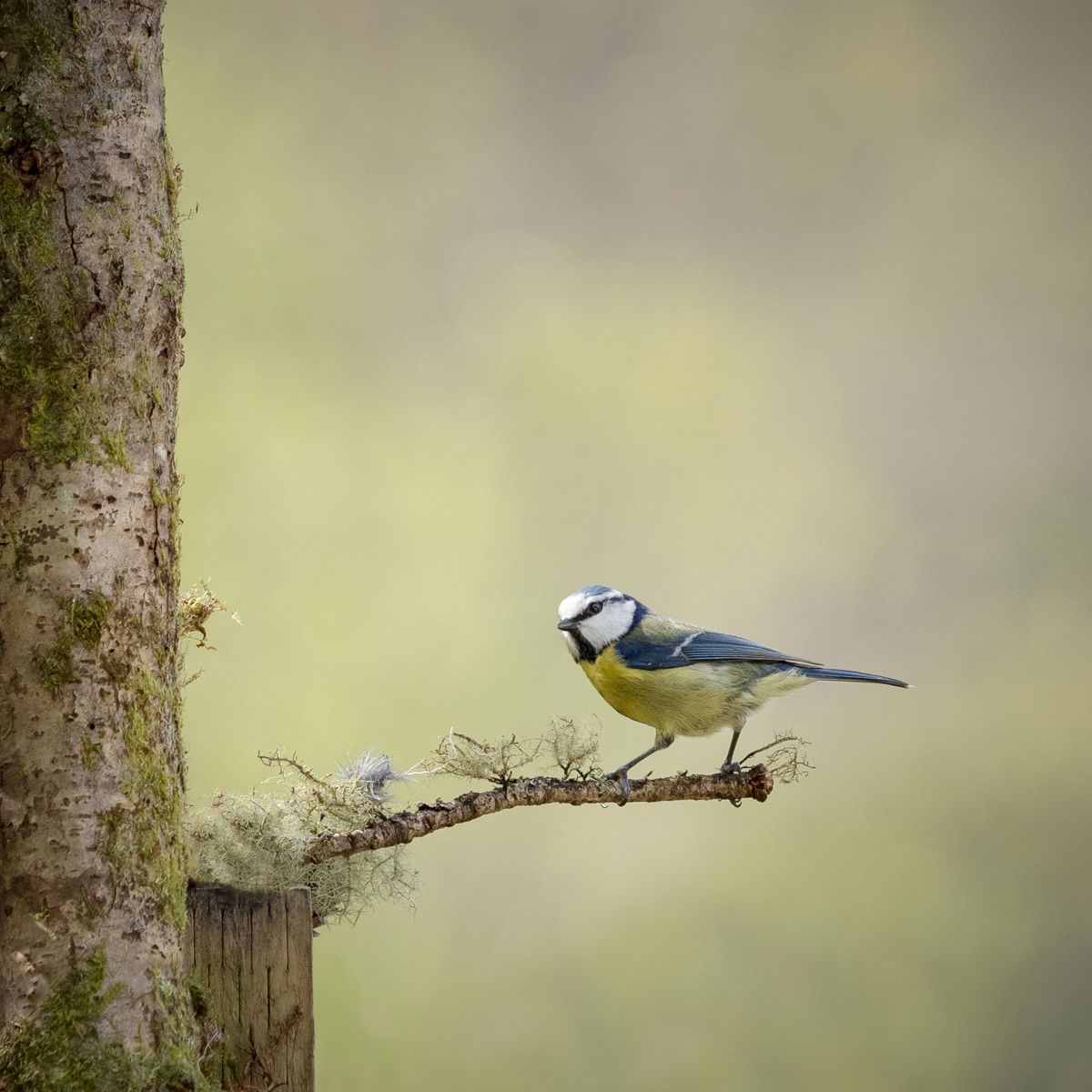 _1010368-2-Edit.jpg