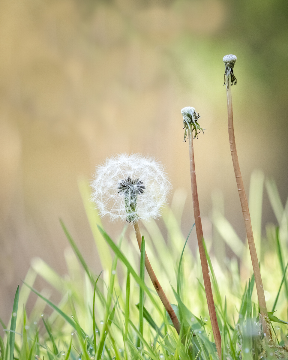 _1010549-3-Edit.jpg