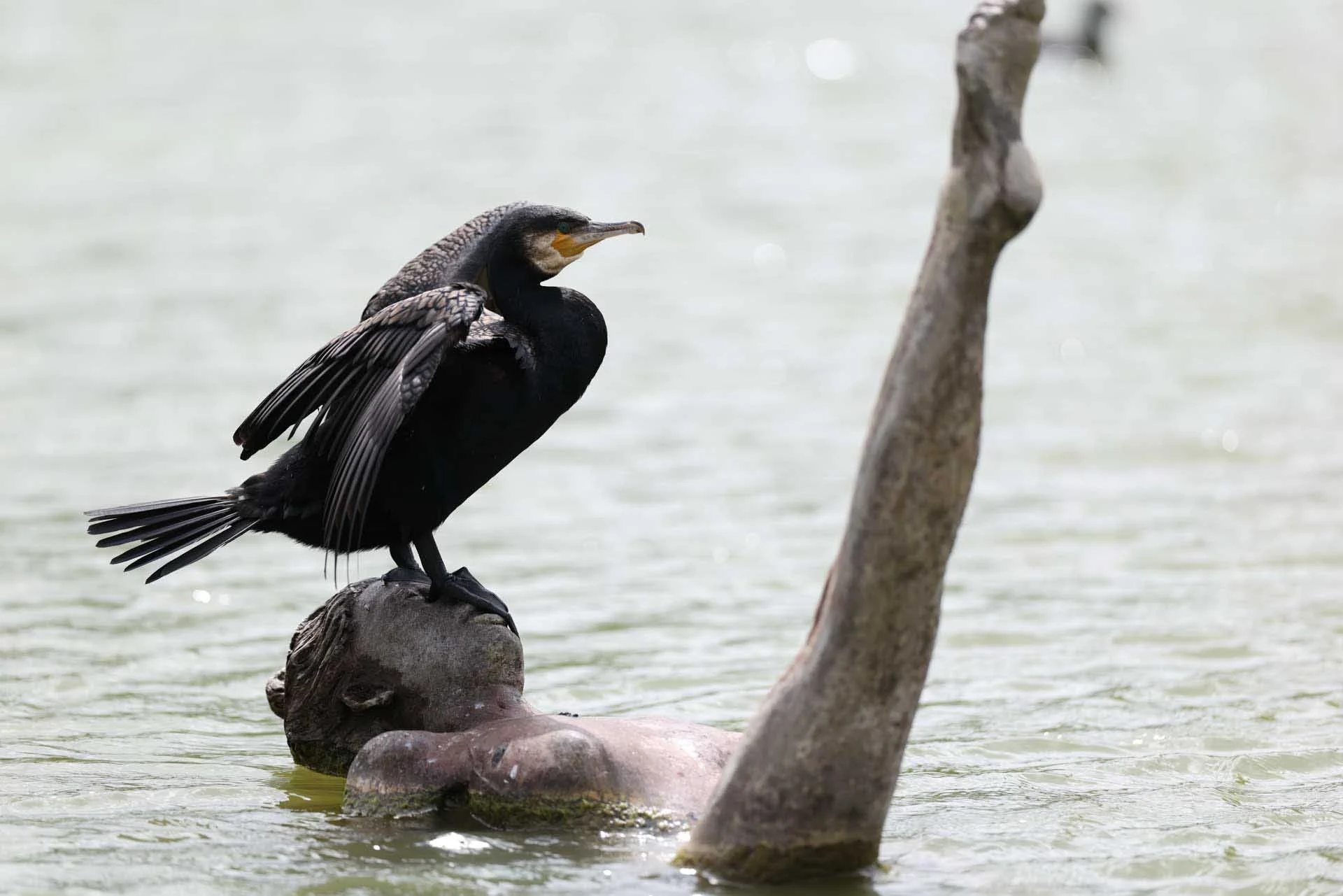  Image Credit: Angela Nicholson.  Set to Animal mode, the Canon R5 II’s subject detection system detected this cormorant quickly and honed in on its eye. 