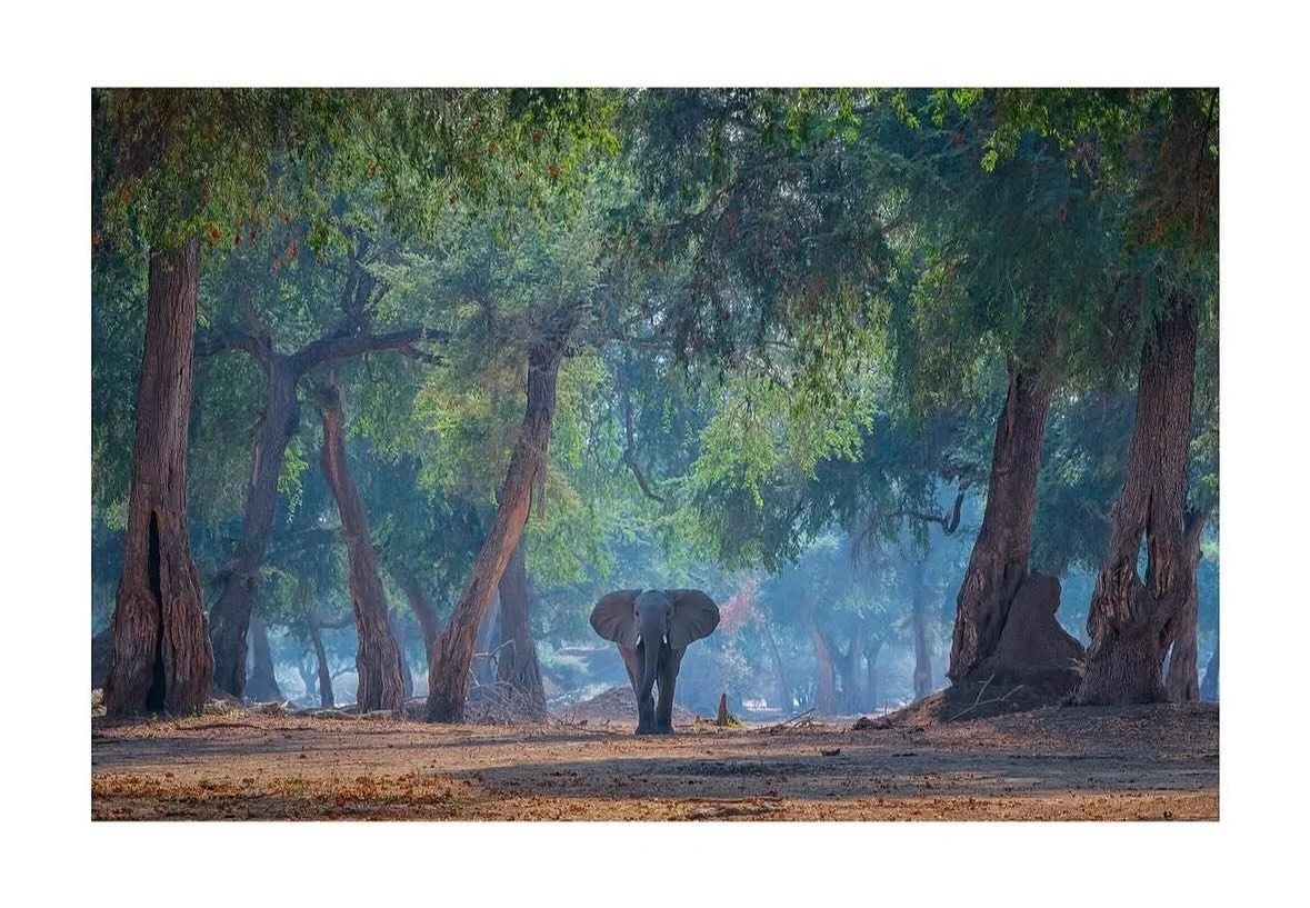 A fabulous image of an elephant by @shutterbug__girl 
.
.
.
#sheclicksnet #femalephotographers #women #womenphotographerscommunity #photography #femalephotographer #travelphotography #travel #naturephotography #wildlifephotography #wildlife #elephant