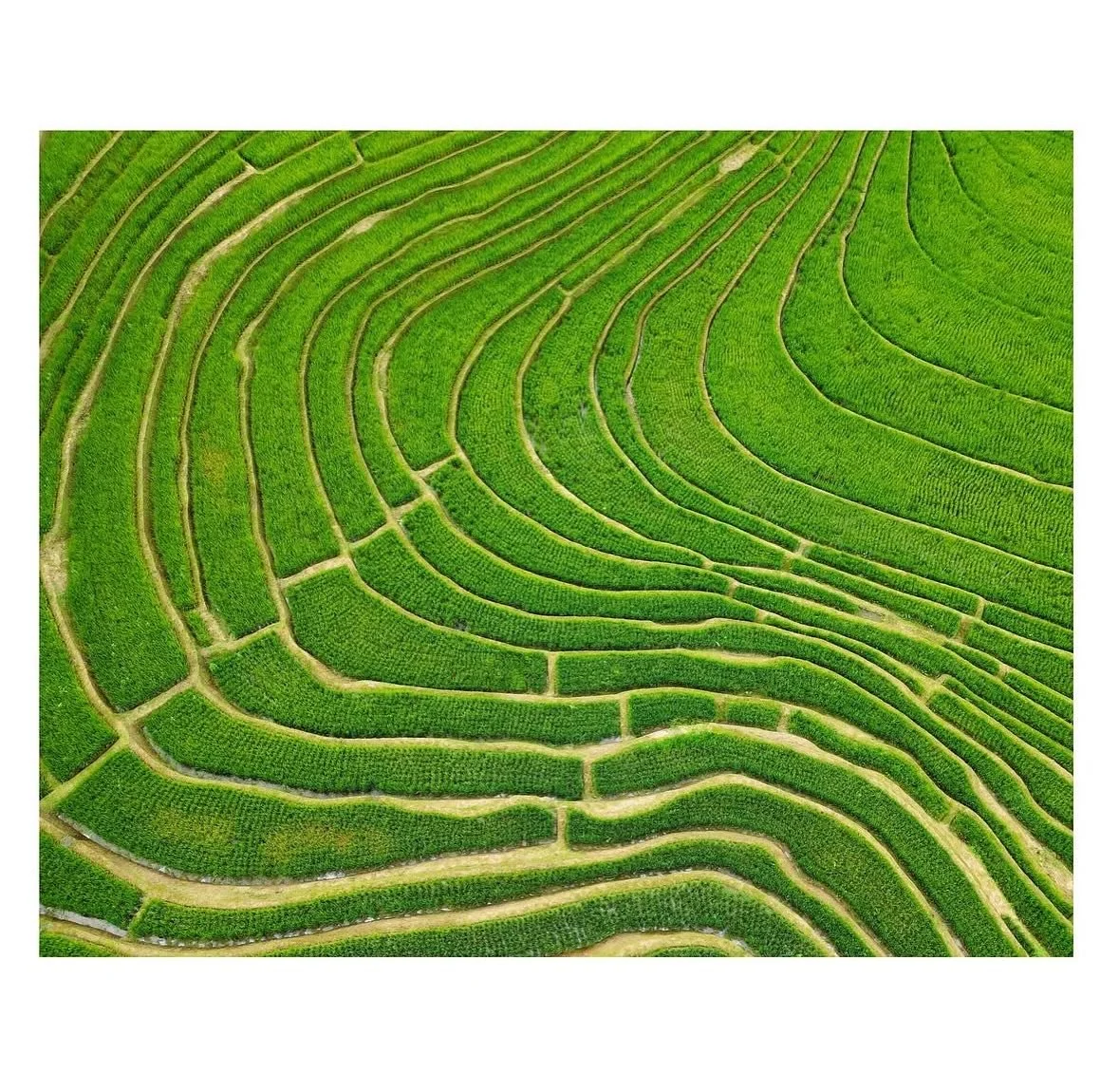 A wonderfully abstract aerial image of rice terraces captured by @saras_abstracts 
.
.
.
#sheclicksnet #femalephotographers #women #womenphotographerscommunity #photography #femalephotographer #travelphotography #travel #landscapephotography #landsca