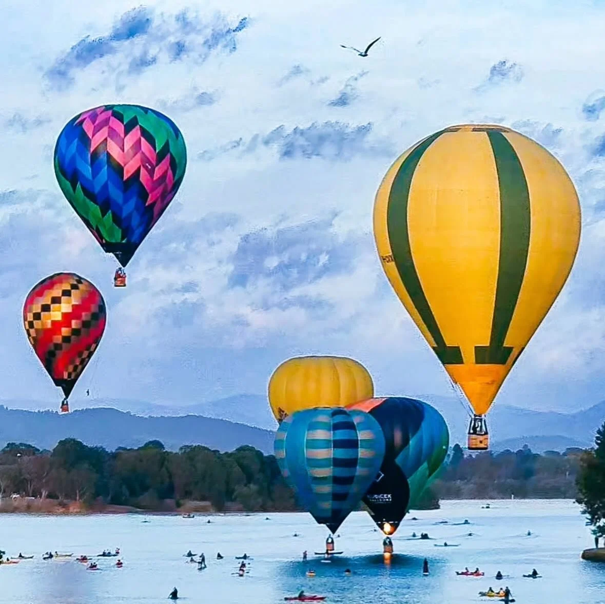 Hot air balloons&hellip;and a bird, photographed by @iamleash 
.
.
.
#sheclicksnet #femalephotographers #women #womenphotographerscommunity #photography #femalephotographer #hotairbslloons #balloons #bird