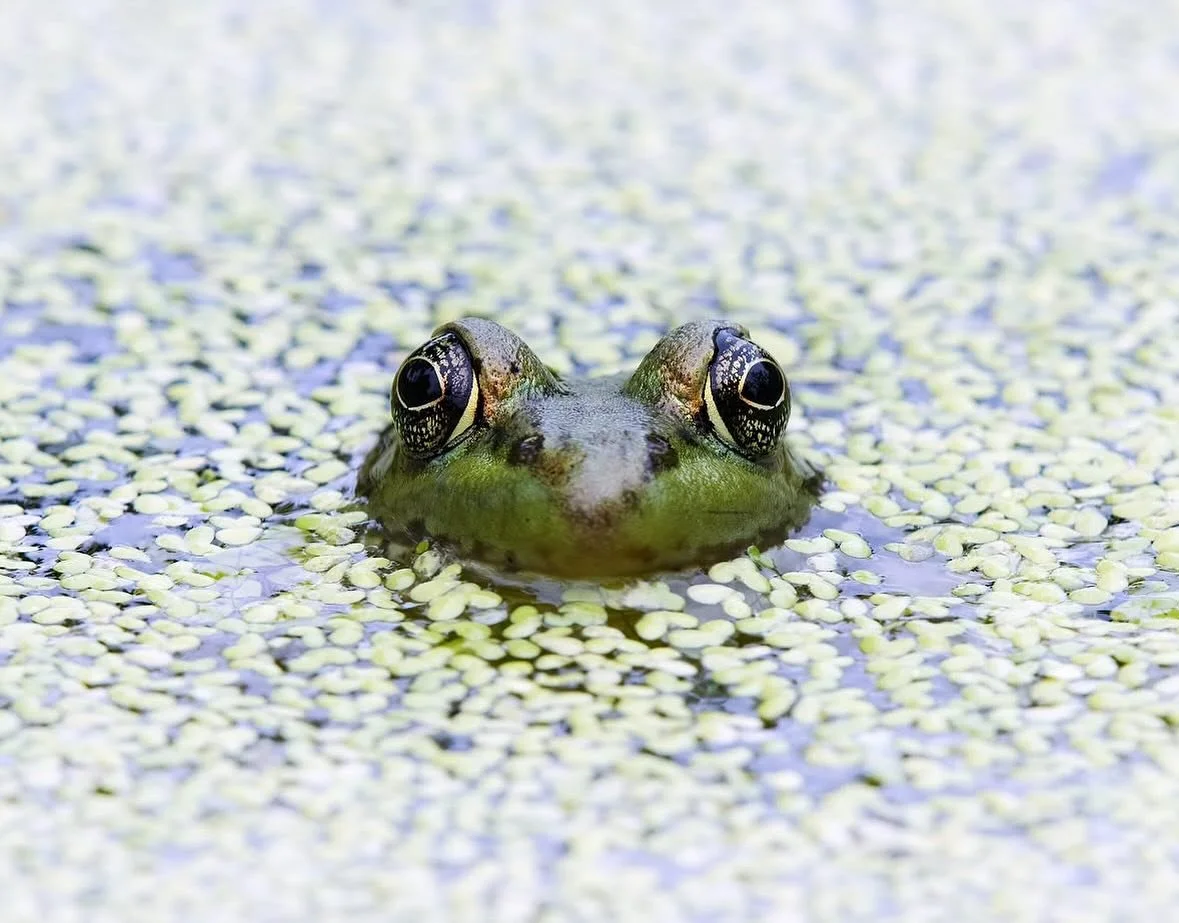 A frog peeping above the water, photographed by @sierranikol13 
.
.
.
#sheclicksnet #femalephotographers #women #womenphotographerscommunity #photography #femalephotographer #naturephotography #wildlifephotography #wildlife #amphibian #frog #greenfro