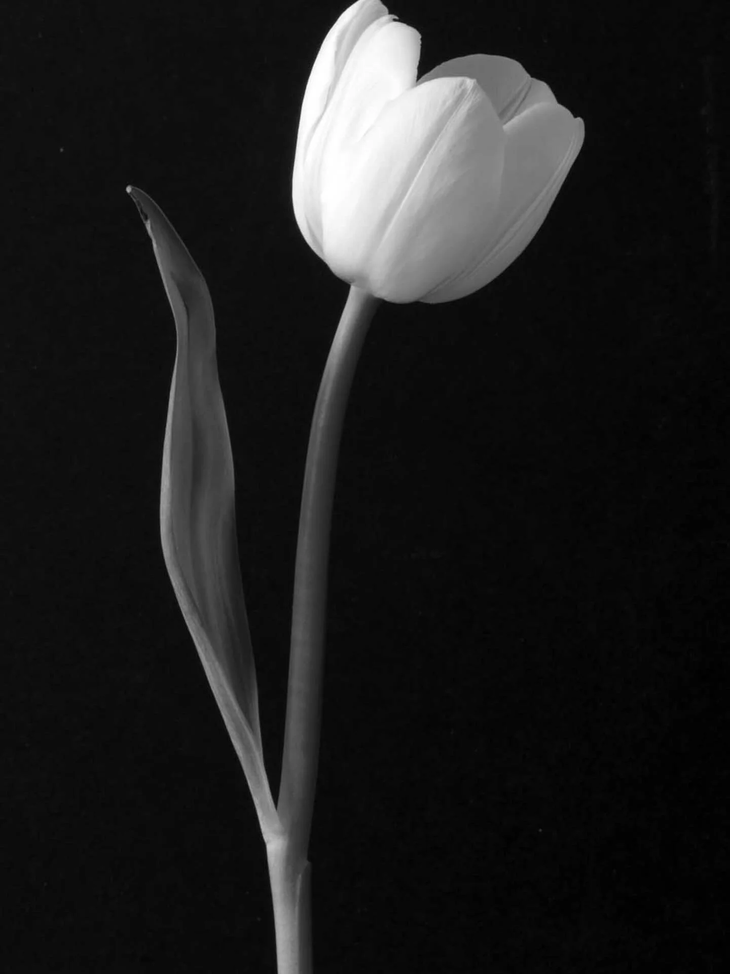 A great still life image by today&rsquo;s #shefeatures featured photographer @pam_watson_smith 
.
.
.
#sheclicksnet #femalephotographers #women #womenphotographerscommunity #photography #femalephotographer #stilllifephotography #stilllife #tulip
