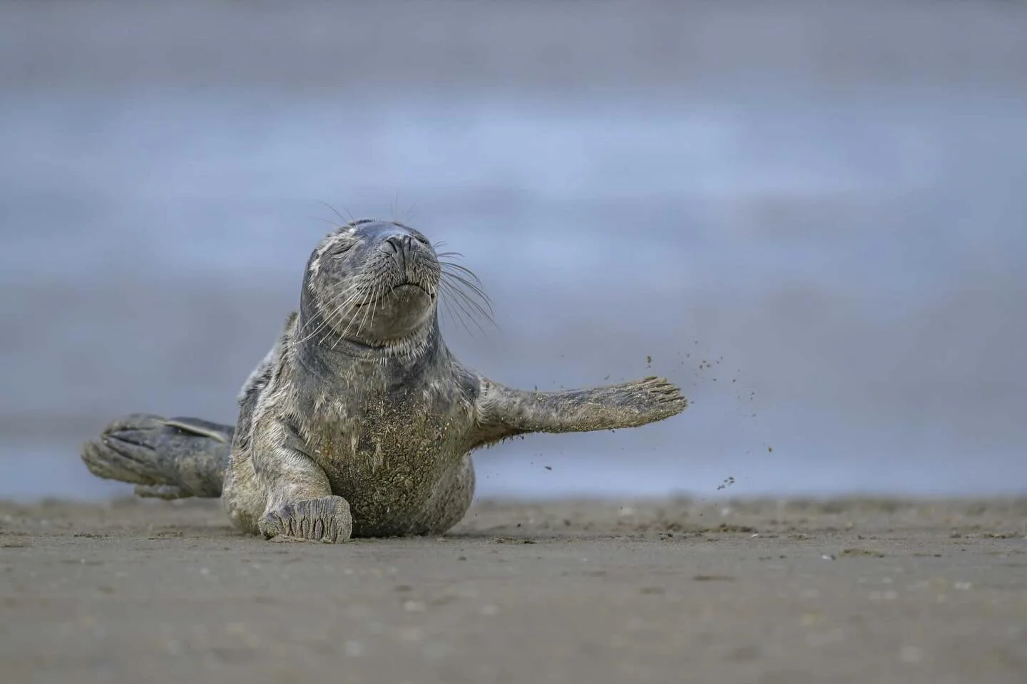A seal, photographed by today’s #shefeatures featured photographer Agne Vaitkeviciute. 
For more of Agne’s work, go to: agnevaitkeviciute.com
#sheclicksnet #femalephotographers #women #womenphotographerscommunity #photography #femalepho