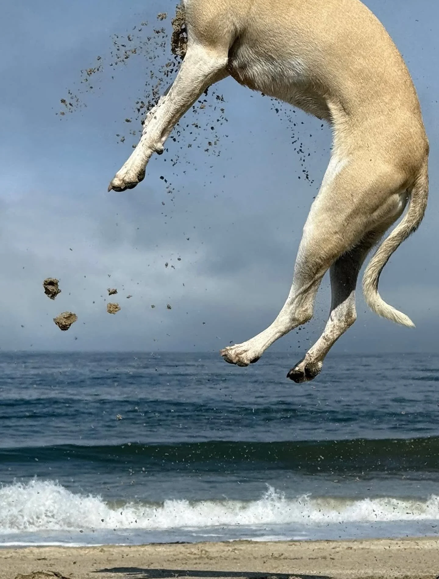 Jumping dog, photographed by @reneetakespics 
.
.
.
#sheclicksnet #femalephotographers #women #womenphotographerscommunity #photography #femalephotographer #pet #dog #jumping #jump