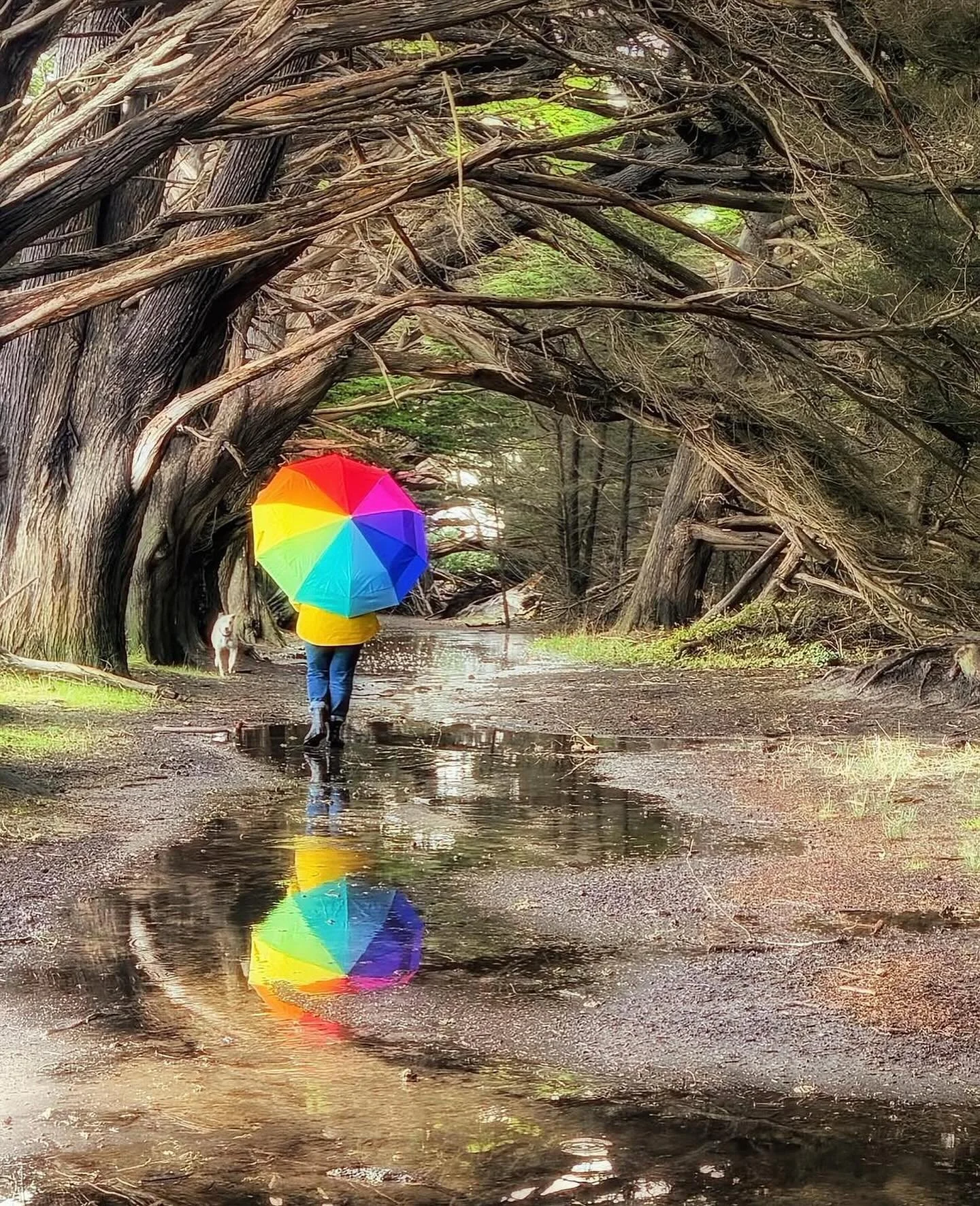 Looking for some #mondaymotivation? Here&rsquo;s an eye-catching image captured by @reneetakespics 
.
.
.
#sheclicksnet #femalephotographers #women #womenphotographerscommunity #photography #femalephotographer #umbrella #puddle #reflectionphotography