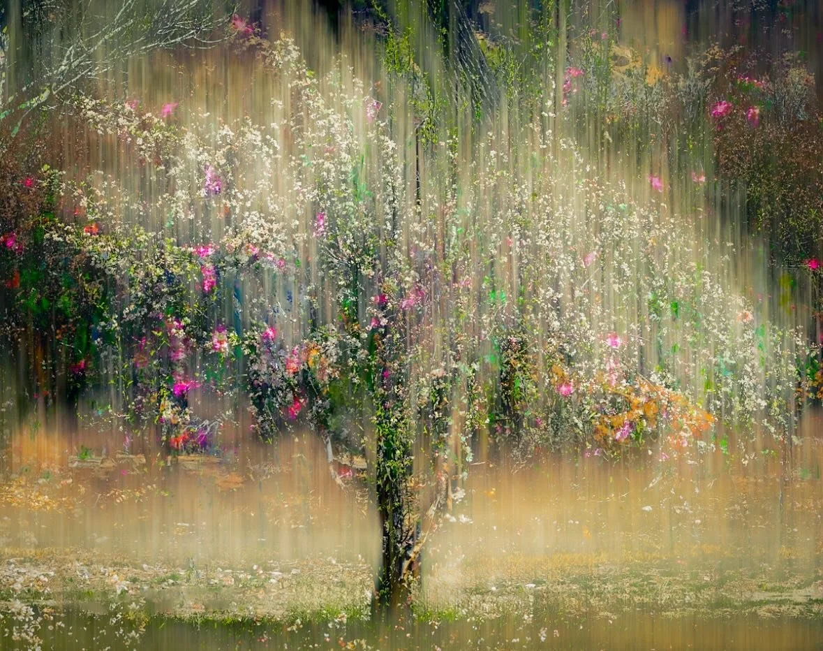 A lovely image of a tree by @reneelynnimages 
.
.
.
#sheclicksnet #femalephotographers #women #womenphotographerscommunity #photography #femalephotographer #multipleexposurephotograghy #multipleexposure #intentionalcameramovement #icm #tree