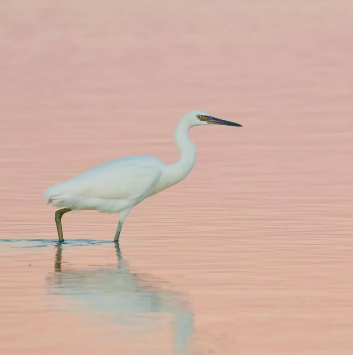 A great image of a Reddish Egret, by @caseybirds 
.
.
.
#sheclicksnet #femalephotographers #women #womenphotographerscommunity #photography #femalephotographer #birdphotography #egret #reddishegret