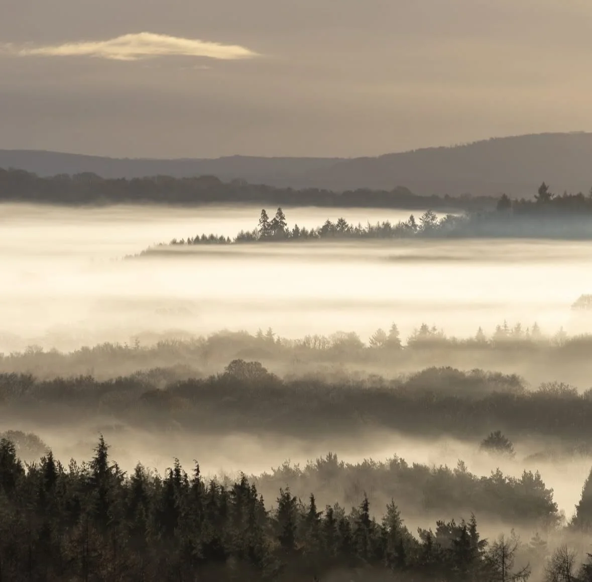 A beautiful misty morning scene captured by @alisonthurston8 
.
.
.
#sheclicksnet #femalephotographers #women #womenphotographerscommunity #photography #femalephotographer #landscapephotogaphy #landscape #morning #mist #misty