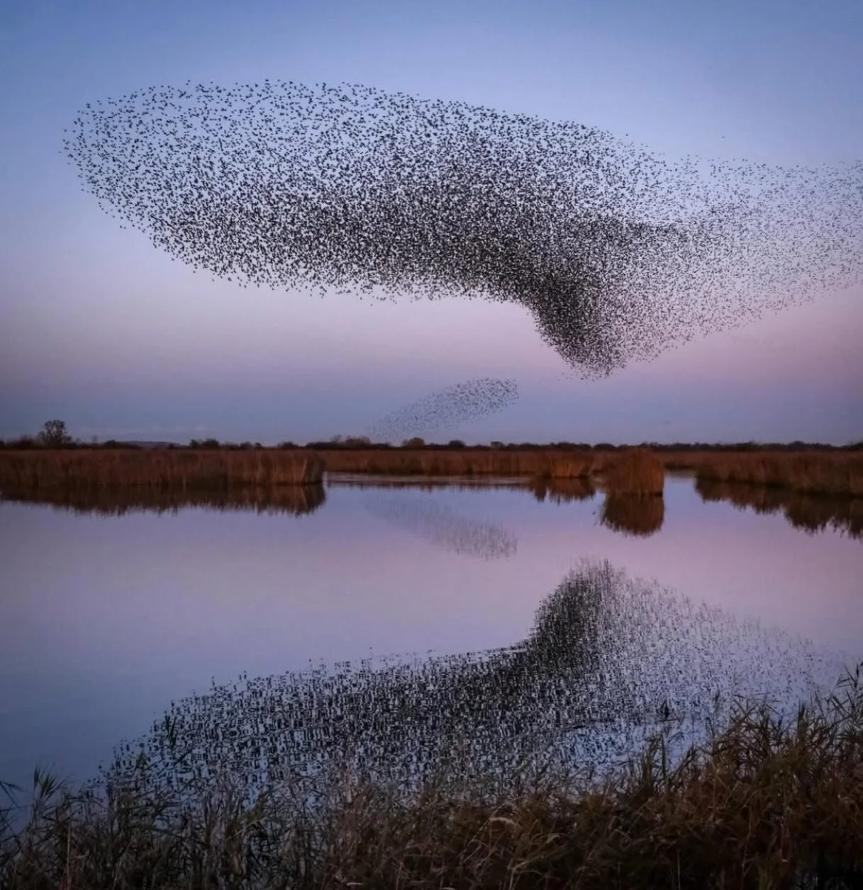 A fabulous murmuration image captured by @janeewillis 
.
.
.
#sheclicksnet #femalephotographers #women #womenphotographerscommunity #photography #femalephotographer #wildlifephotography #wildlife #birdphotography #birds #murmuration #reflectionphotog