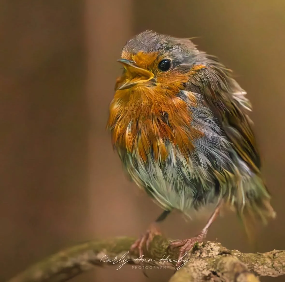 Lots of detail in this fab portrait of a robin by @carlyannhaxby_photography 
.
.
.
#sheclcksnet #femalephotographers #women #womenphotographerscommunity #femalephotgrapher #naturephotography #wildlifephotography #wildlife #birdphotography #bird #rob