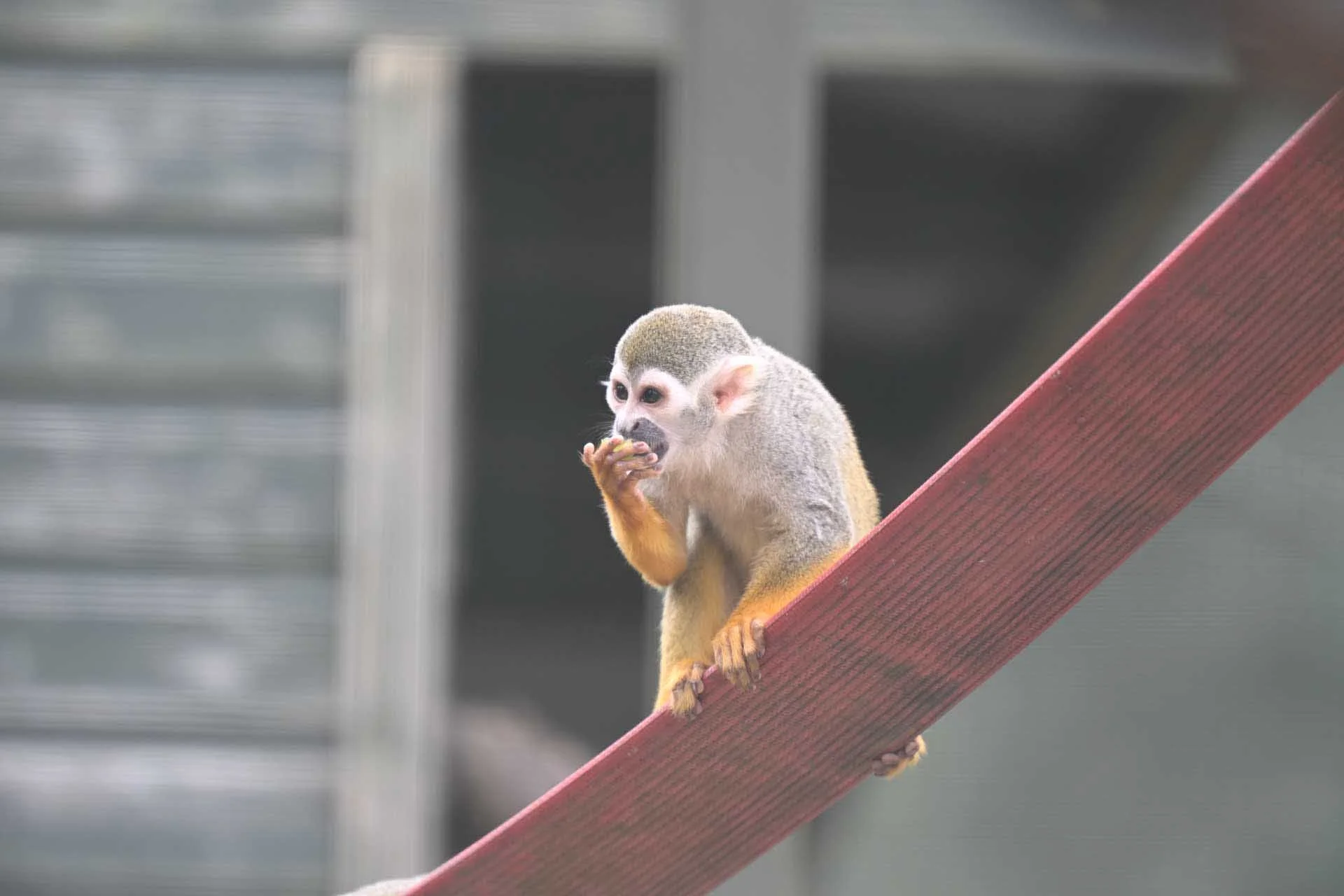  Image credit: Angela Nicholson. This little monkey was fast-moving but the Z6III’s AF system was able to track it. Like many of the animals, it was photographed behind wire fencing that reduces to contrast (and sharpness), but this can be improved significantly in post-capture processing (see the next image). It was shot using the Z 70-200mm F2.8 S mounted on the Z6 III via a Nikon Z TC-2.0X Teleconverter.  The camera settings were: shutter speed, 1/500 sec, aperture f/5.6, ISO 1000. 
