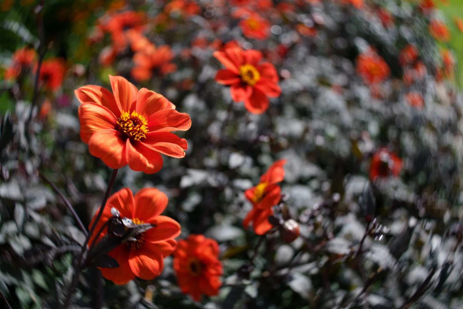 Image Credit: Angela Nicholson. This image was captured using the Lensbaby Twist 60 in the Composer Pro II on the Sony A7R IV. The swirl effect is clearly visible in the background foliage.