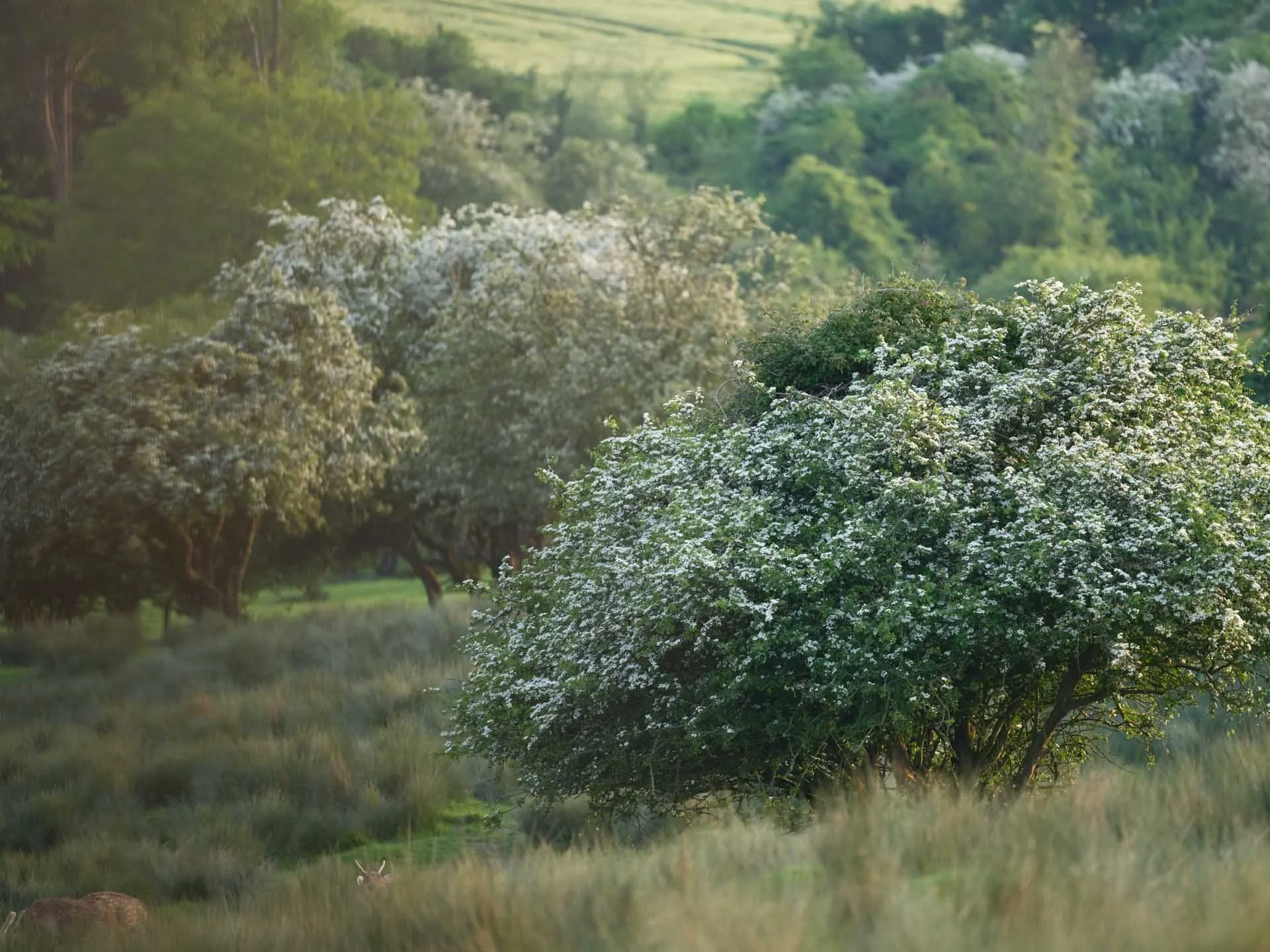 Image Credit: Angela Nicholson Shooting downhill with the aperture wide open to f/5.6 has created something of a miniaturised effect.