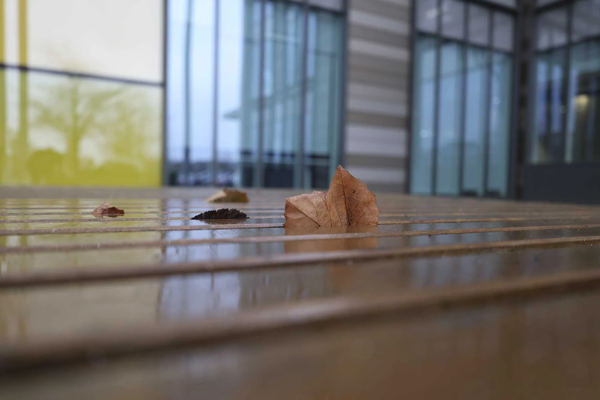  Shooting at f/2.8 at the 28mm end of the Canon RF 16-28mm F2.8 IS STM has produced shallow depth of field with smooth background blur in this image. 