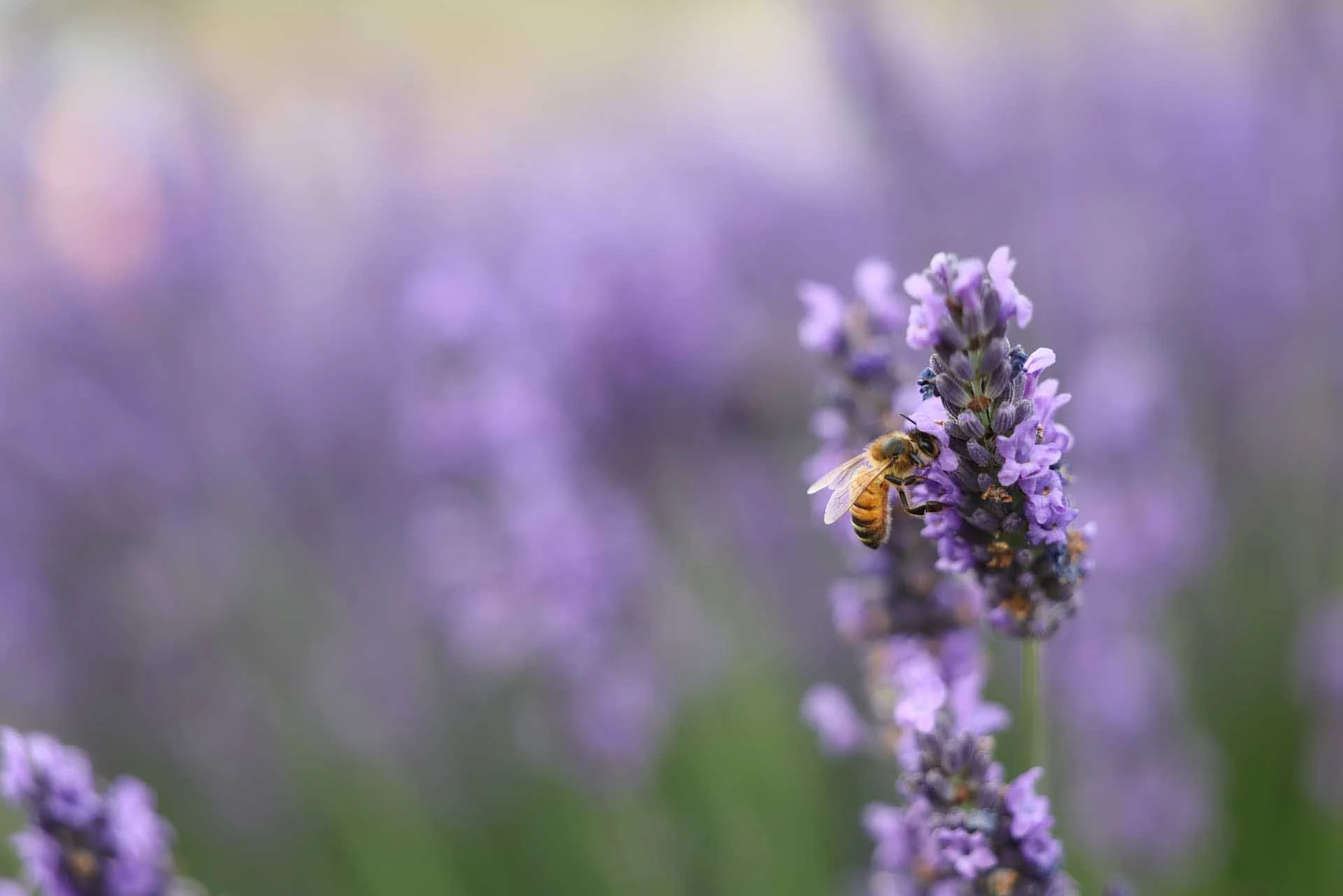  Image Credit: Angela Nicholson. The Canon EOS R5 II captured a pleasing level of detail and natural tones in this shot. 