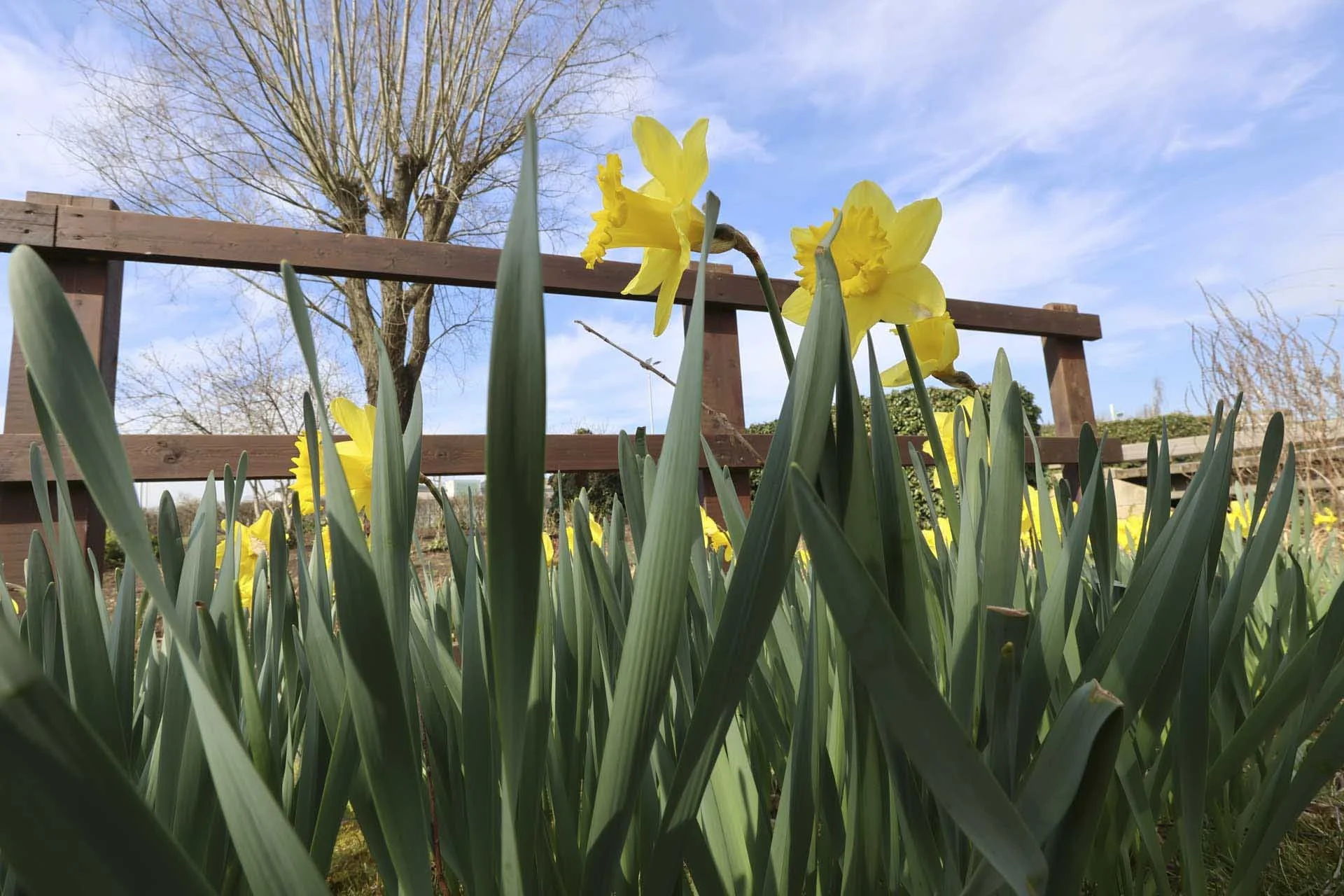 In the default settings, when examined at 100% on screen, some high-contrast edges look a little over sharpened in the Jpegs from thd Canon PowerShot V1, but the raw files are better.