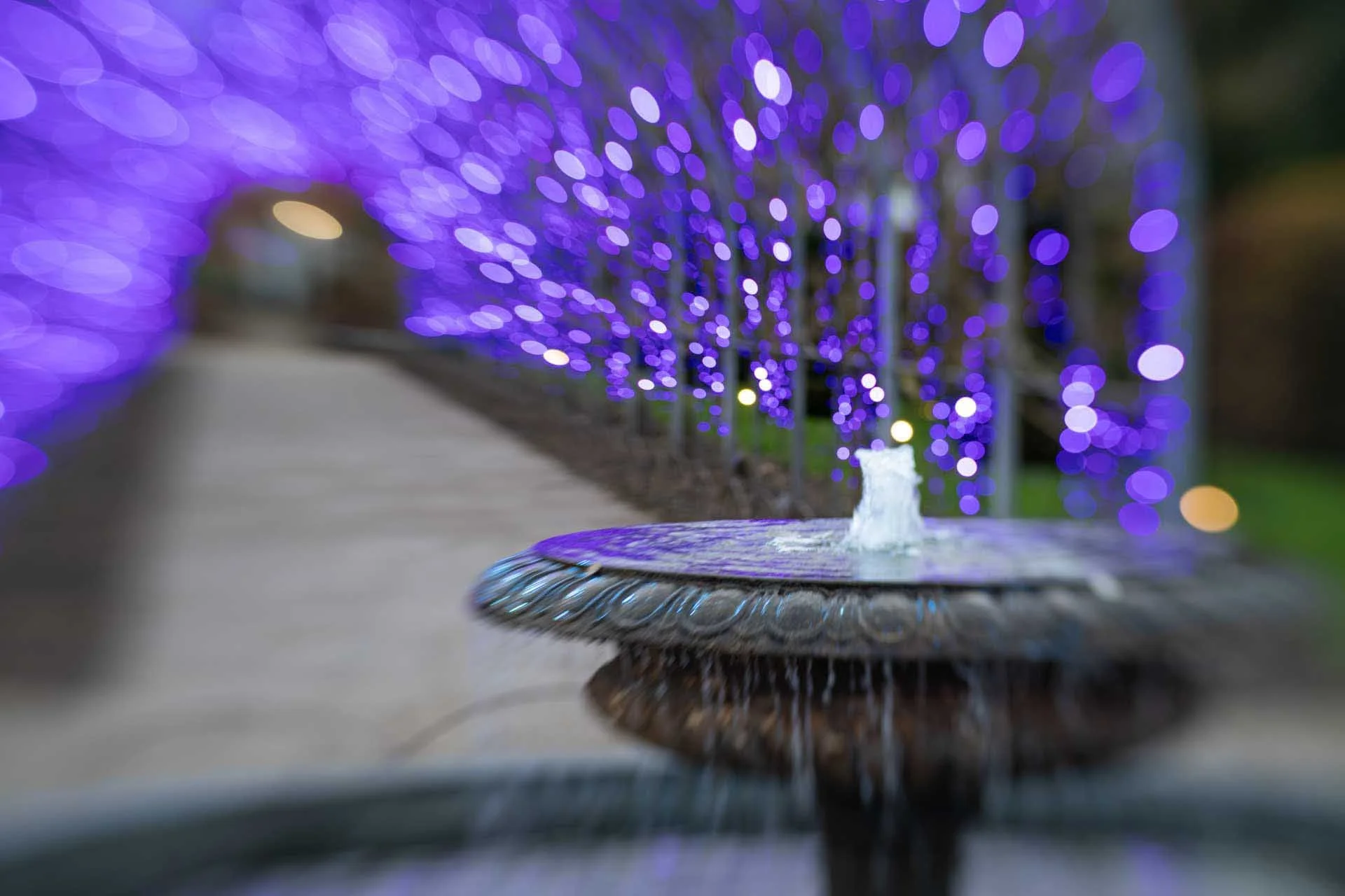 Image Credit: Paula Wilks. This image was captured using a Sweet 50 in the Composer Pro II on the Sony A7R V.