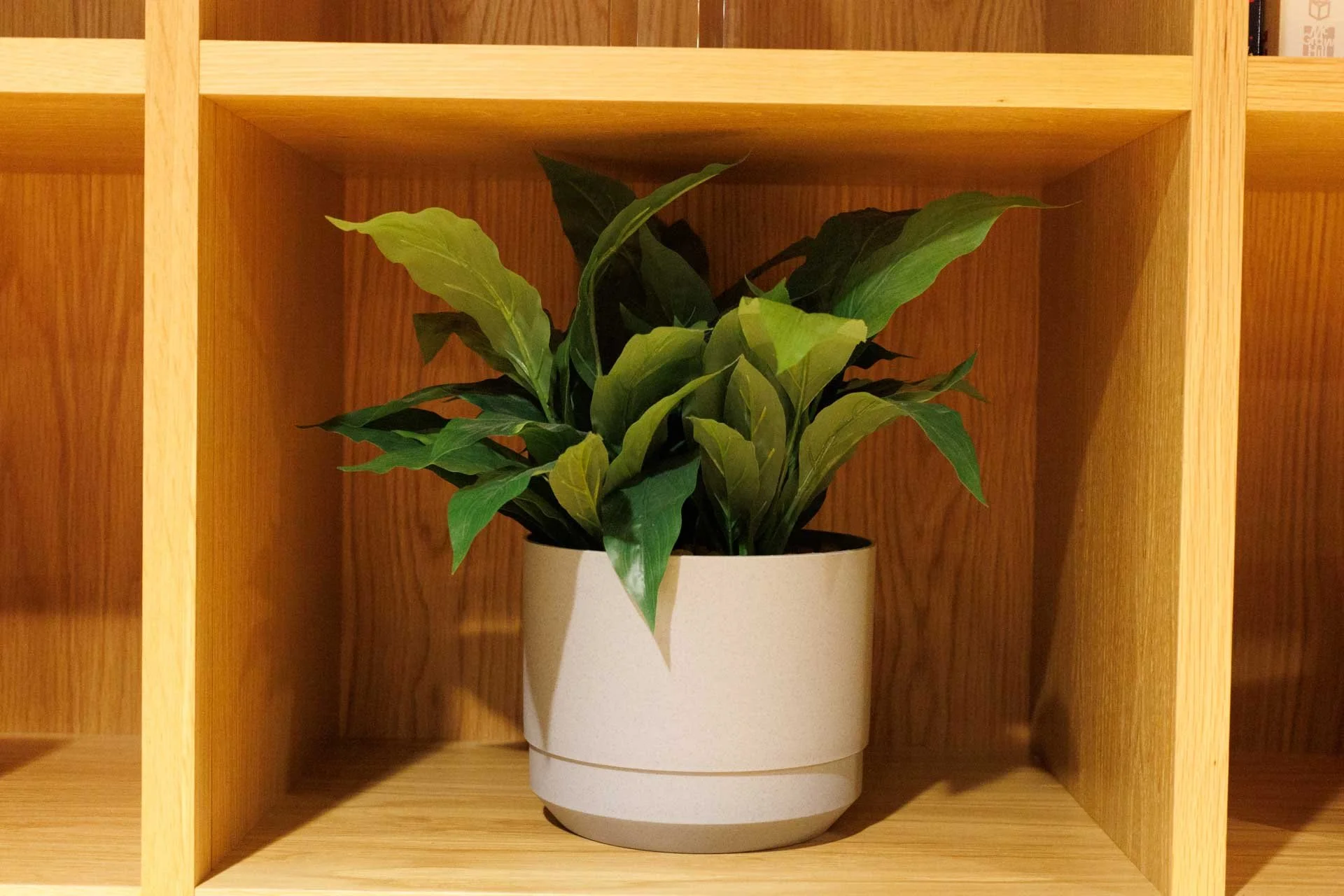  This is the raw file version of the previous image, shot at ISO 12,800. There’s a little more luminance noise visible in the image at 100% on-screen, but it still looks good and there’s scope to adjust the noise reduction in processing. Image Credit: Angela Nicholson, camera: Canon EOS R6 Mark III, lens: Canon RF 45mm F1.2 STM at f/5.6, 1/30 sec and ISO 12,800. 