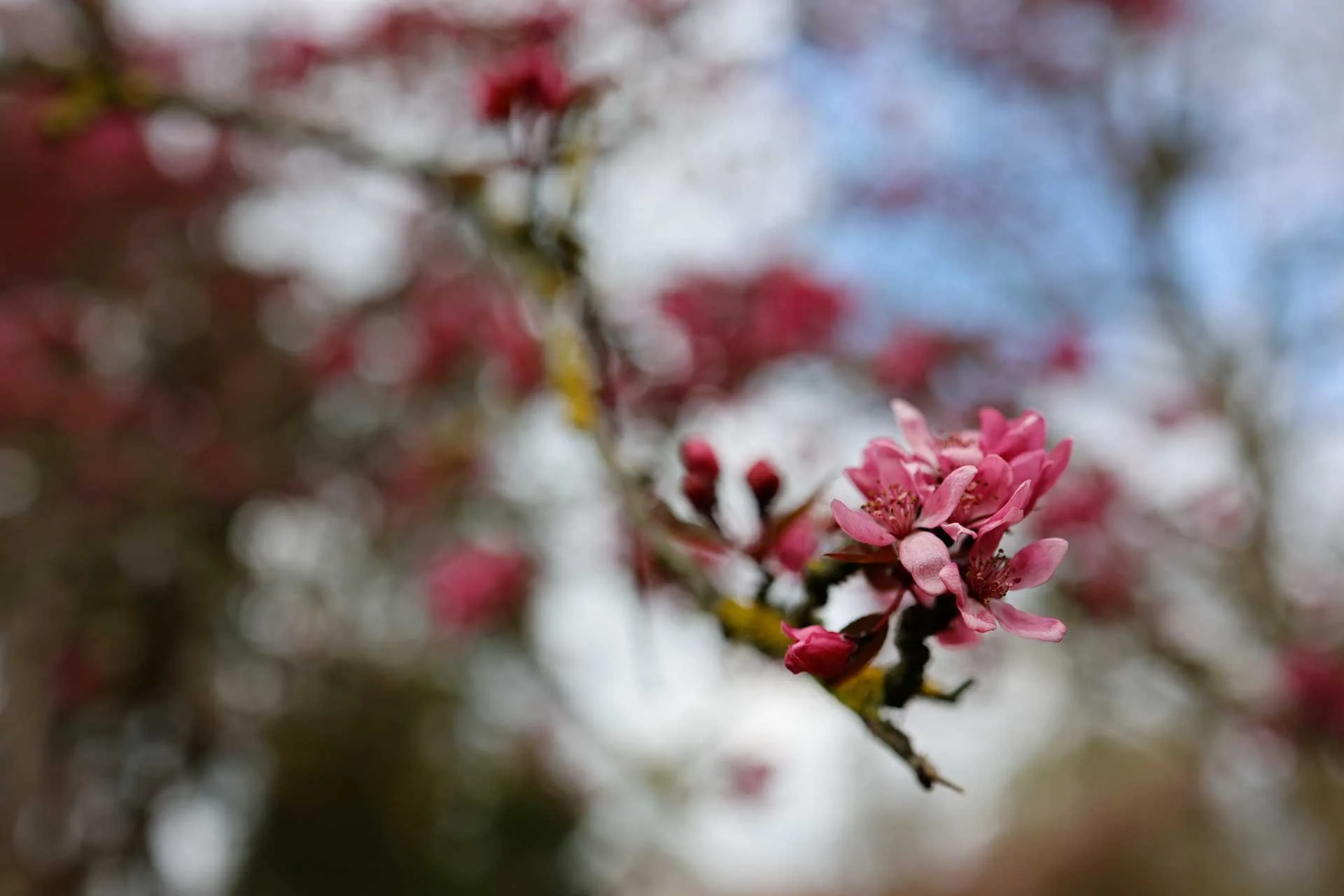  Image Credit: Angela Nicholson. The Evaluative metering has coped well with the bright background in this scene. 