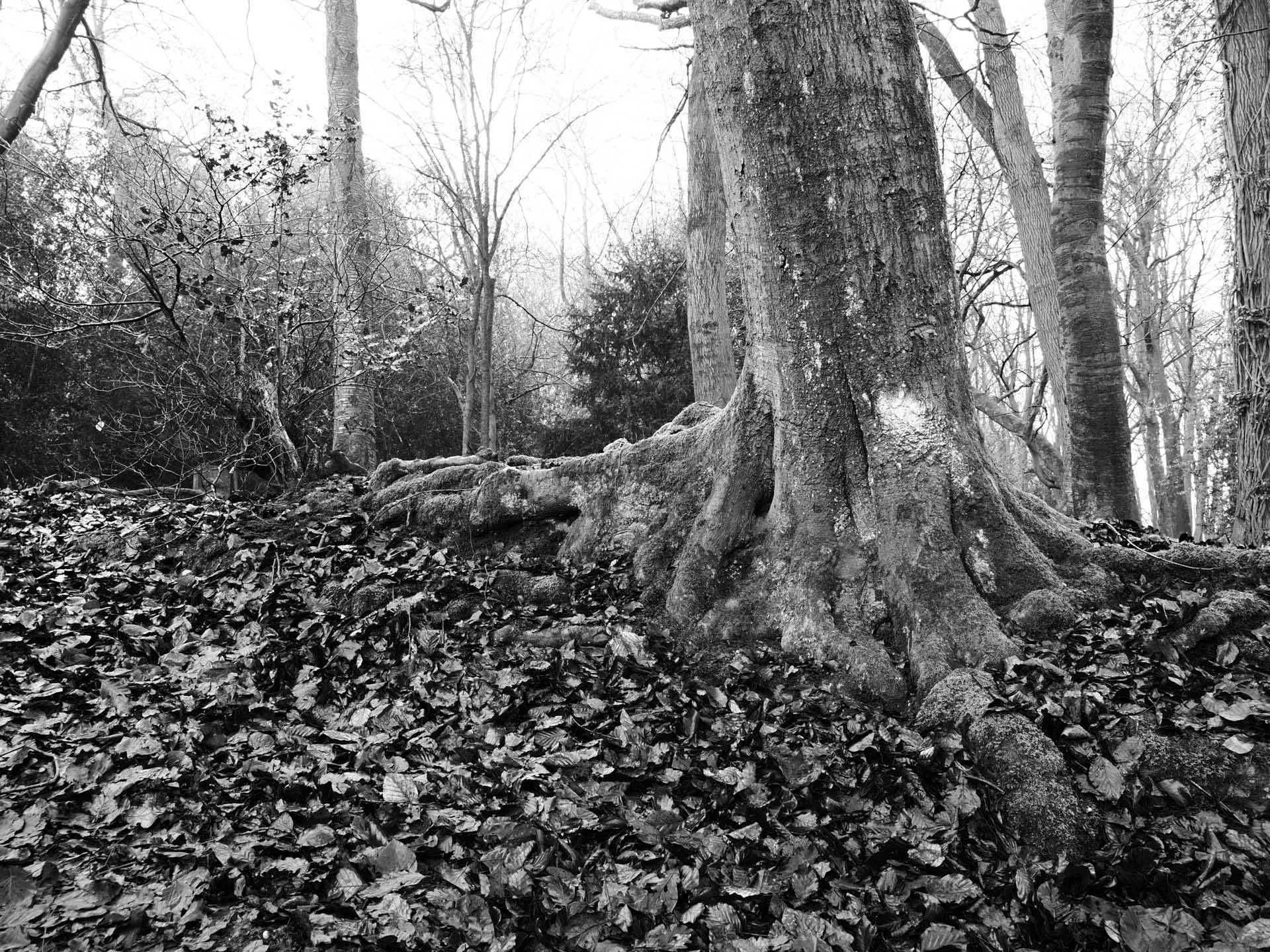  This scene suits a high-contrast monochrome treatment. 