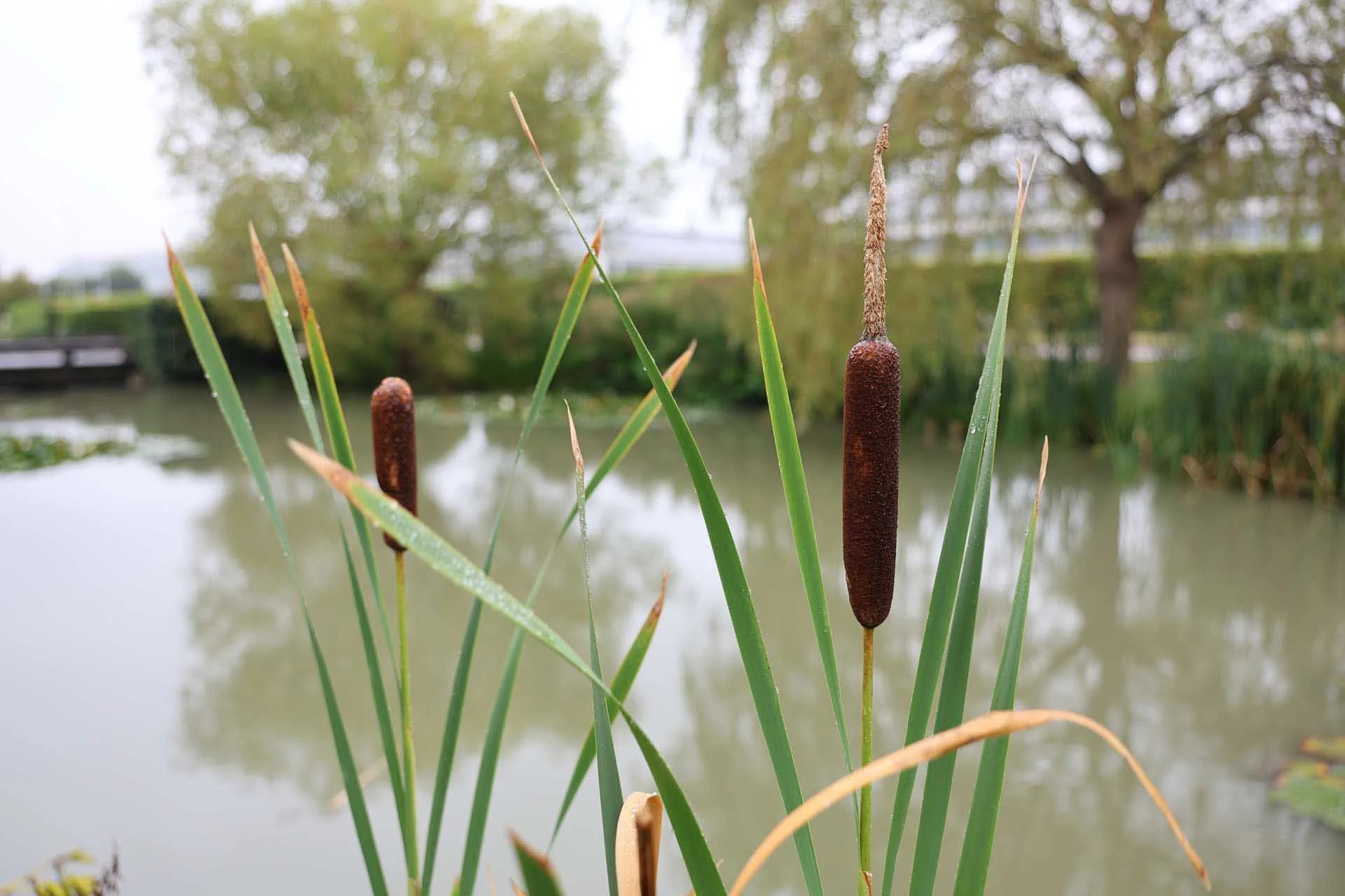 Image credit: Angela Nicholson. Going in close at the 28mm end of the lens allows you to capture the detail of your subject and its context. Image data: 28mm on the Canon RF 28-70mm F2.8 IS STM at f/2.8, 1/80 sec, ISO 100.