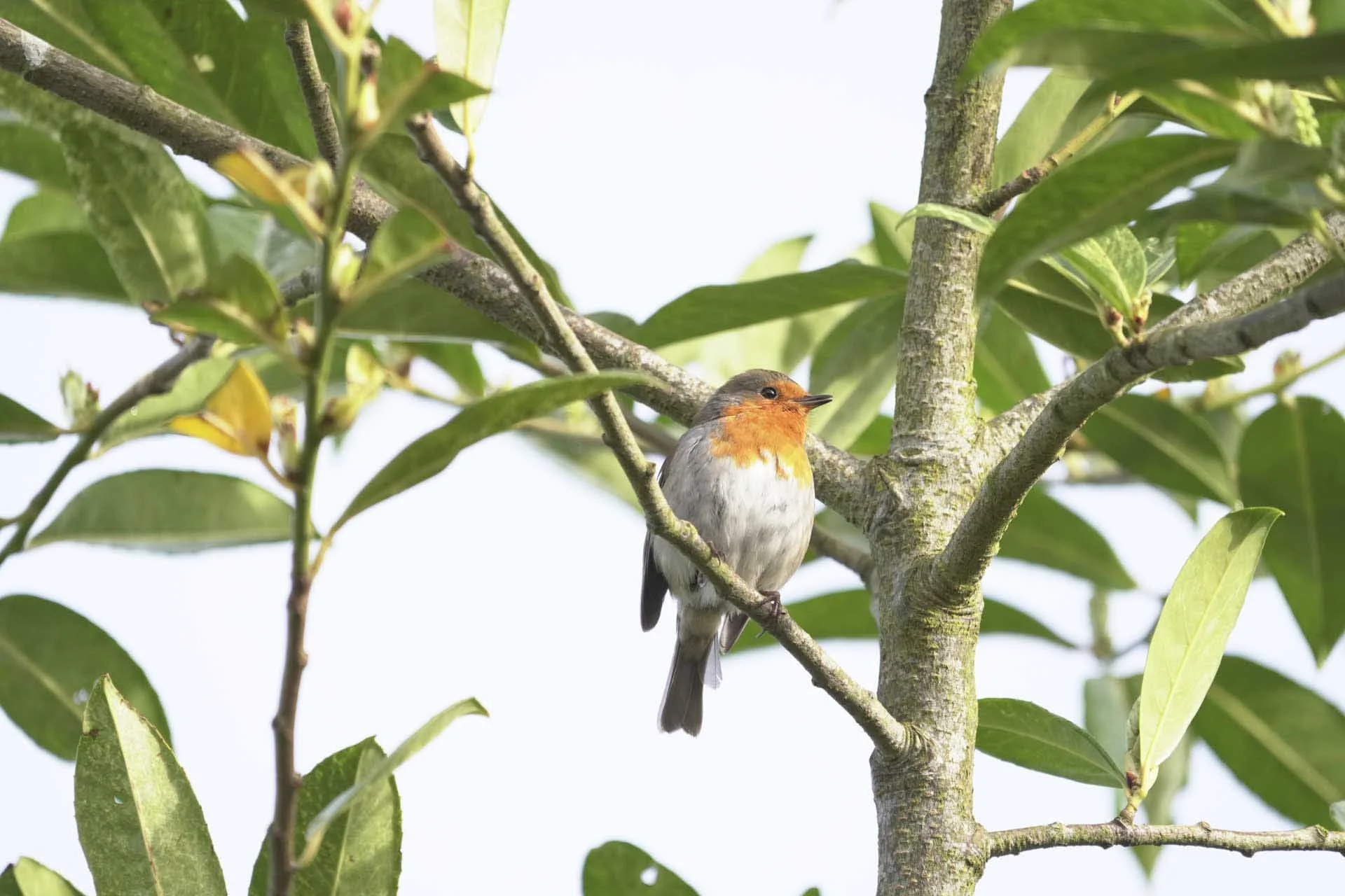 Despite its red breast, this little robin was quite hard to locate when looking at the viewfinder with the lens at the 800mm end. Zooming out to the 400mm makes it much easier to find and then it takes less that a 90-degree turn of the zoom ring to move back to the 800mm point. 