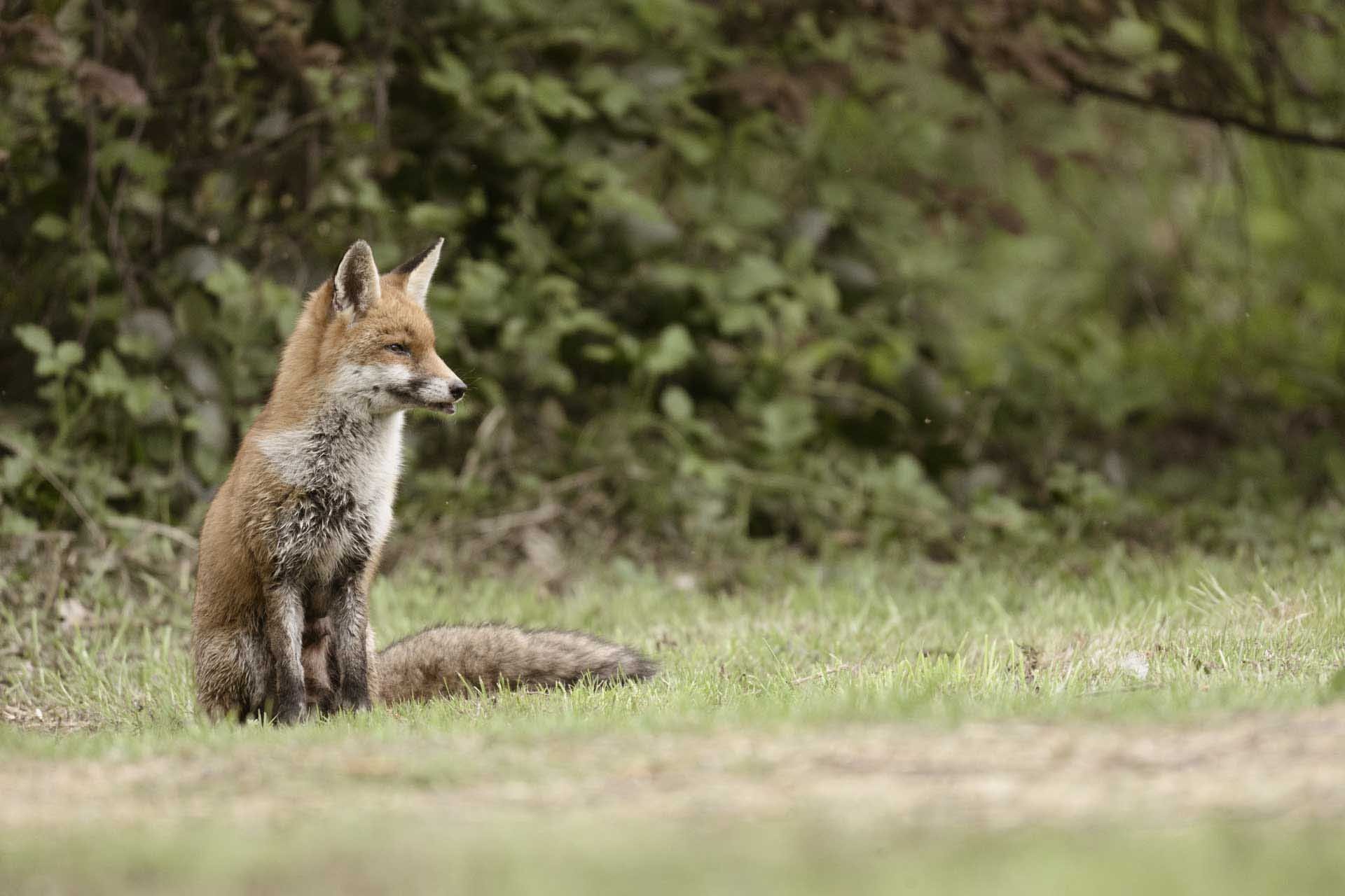  Image Credit: Angela Nicholson. The Nikon Z5II’s subject detection system was quick to spot the fox’s eyes and kept them sharp as she moved around the area. Although I shot the scene using a couple of different Picture Control options, I like this one taken using the Sepia setting at 50% best.  Camera Z5II, lens Nikkor Z 180-600mm F5.6-6.3 VR at 600mm, f/6.3, 1/500 sec and ISO 5000. 