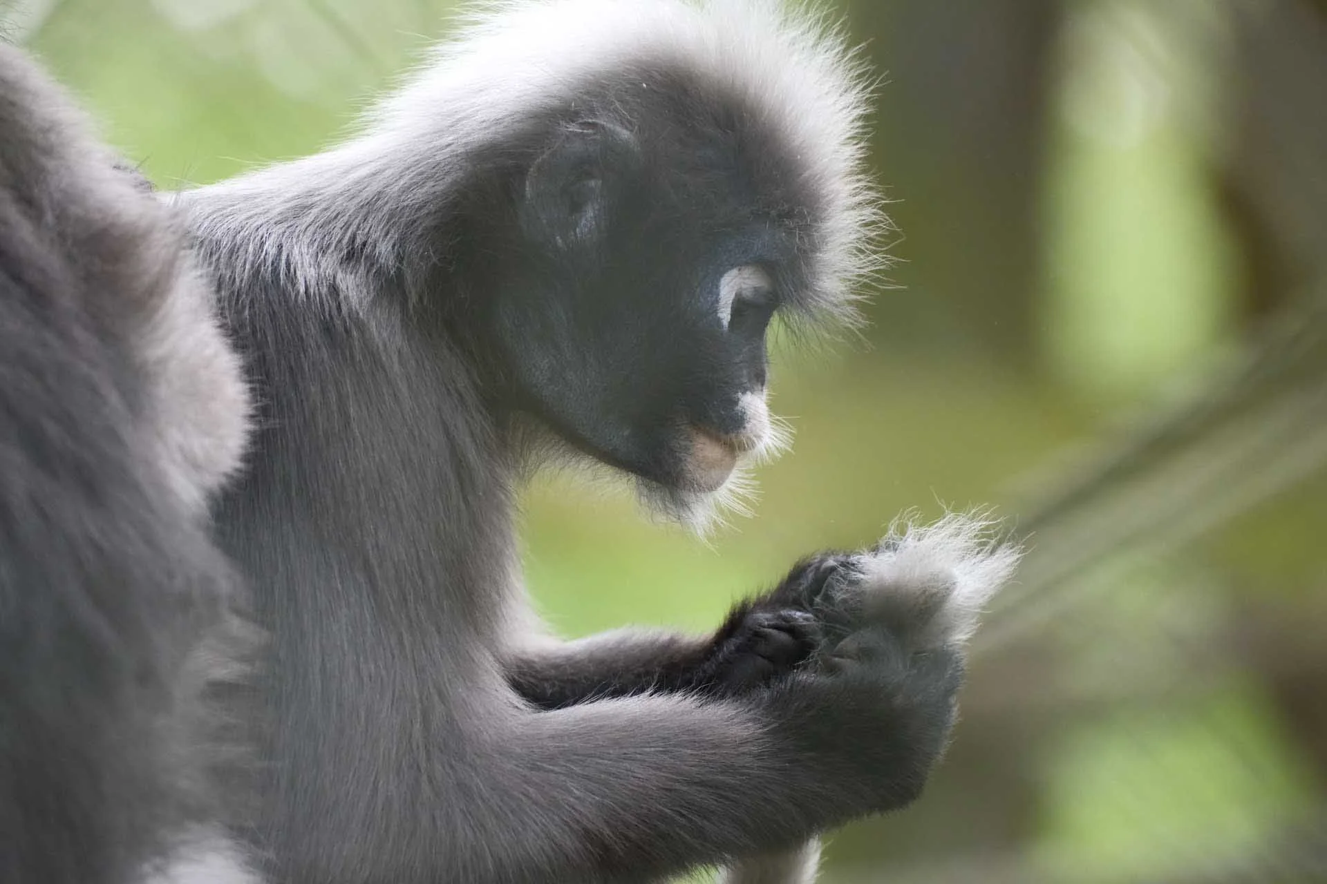Image Credit: Angela Nicholson The contrast of this image has been reduced by the fencing between the camera and the subject, but that can be improved very easily. There’s excellent detail in the fur even though it was shot at ISO 2500.