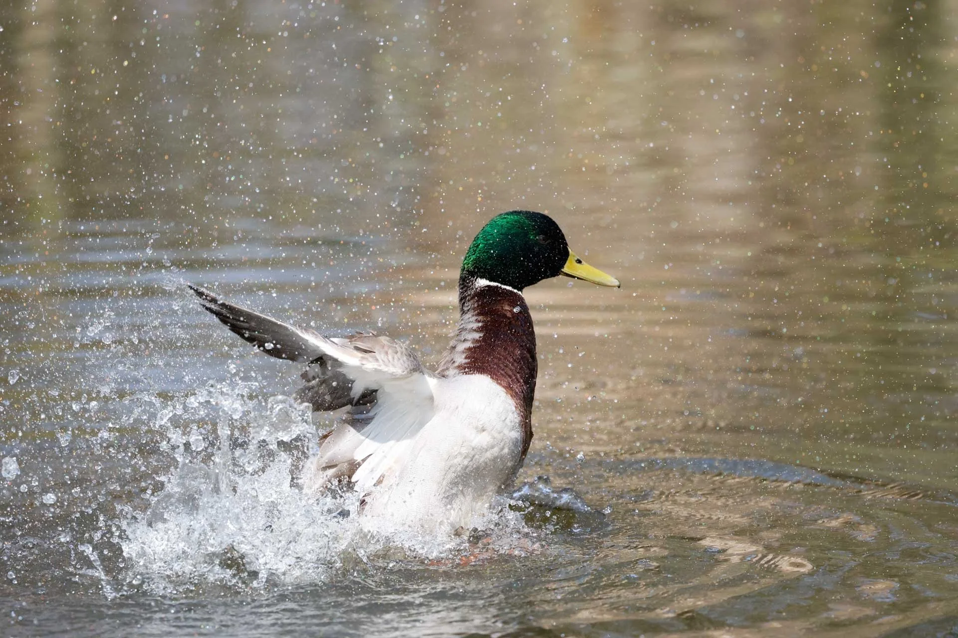  Image Credit: Angela Nicholson. Generally, the Canon R6 II does a great job of detecting a subject’s eyes and focusing on them (as it has here), but occasionally, I found the splashes of water in scenes like this distracted the autofocus (AF) system. 