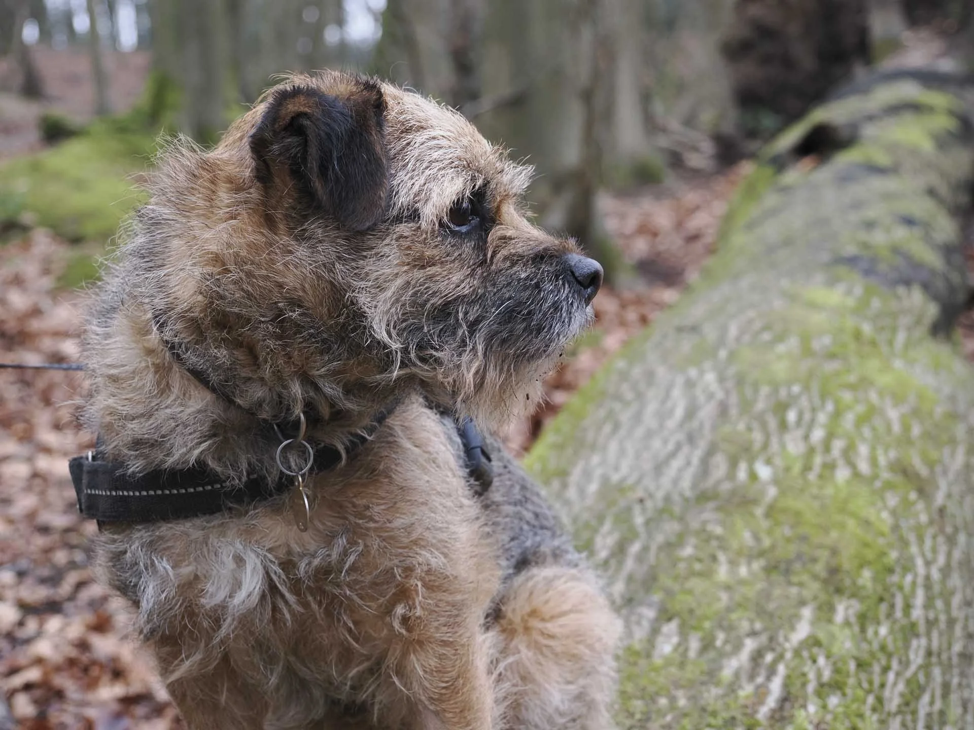  In animal detection mode, the OM-3 does a great job of detecting this dog and getting his eye sharp even though he refuses to look at the camera. The colours are rendered life-like by the Natural Picture Control. 