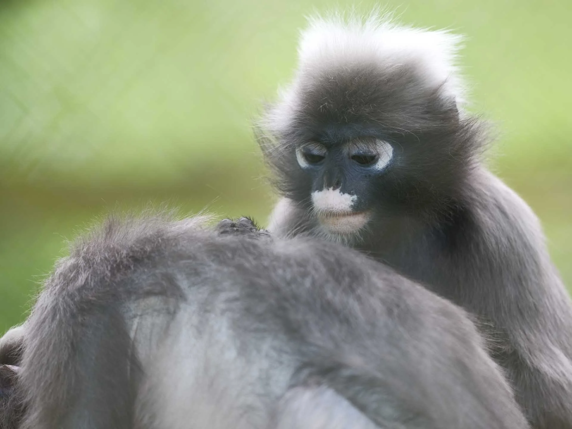  Image Credit: Angela Nicholson. This ISO 1600 image could use a contrast boost thanks to the impact of shooting through a cage, but its perfectly sharp. 
