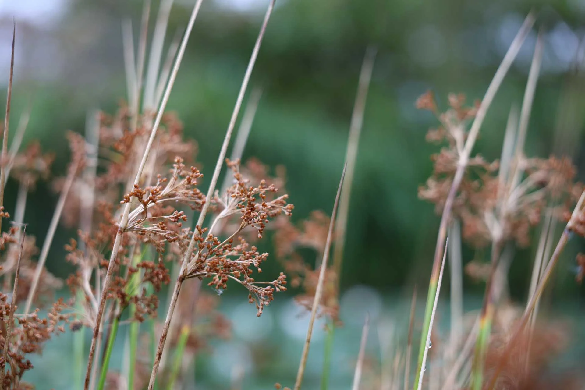 Image credit: Angela Nicholson. This image was shot at the 70mm end of the Canon RF 28-70mm F2.8 IS STM at f/2.8, 1/100 sec, ISO 160, it shows the degree of background blur that can be achieved at the widest aperture.