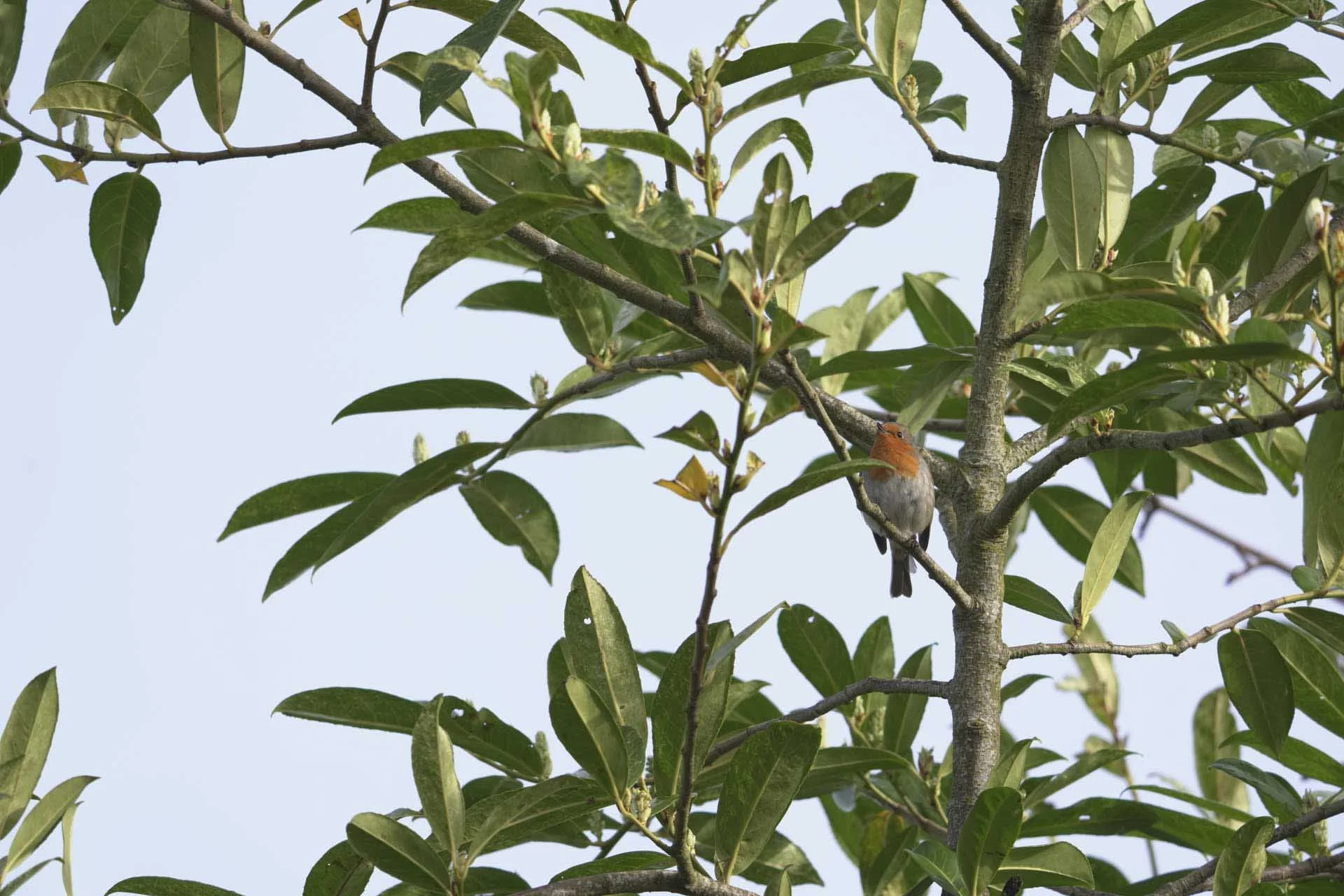  This robin th was lower down the tree than the wood pigeon, but its small size means it is almost lost amongst the foliage when photographed at the 400mm end of the Sony FE 400-800mm F6.3-8 G OSS. 