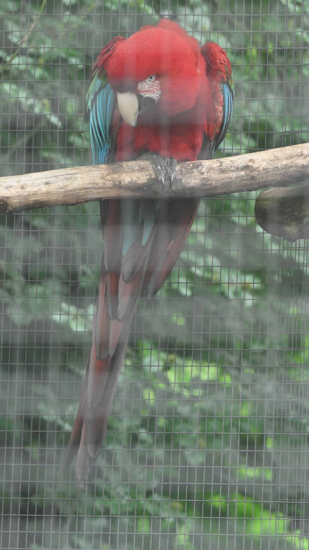  Image credit: Angela Nicholson. Although this parrot was inside a cage, the Animal Detection was still able to see it and focus on an eye. Camera: Nikon Z8, Lens  Z 70-200mm F2.8 VR S with TC 1.4X, shutter speed, 1/400 sec, aperture f/13, ISO 1000. 