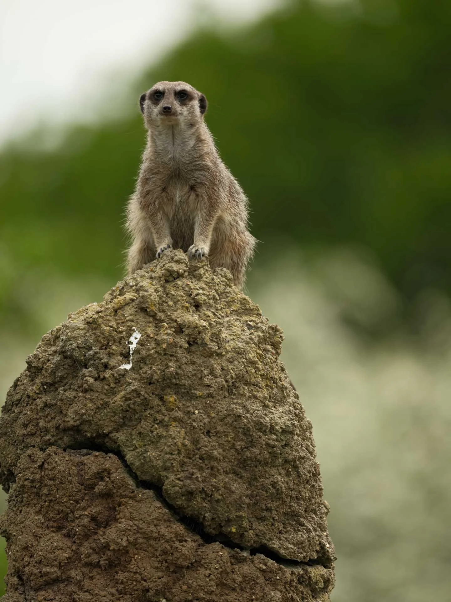 Image Credit: Angela Nicholson The 500mm focal length allowed nice tight framing of the meerkat while shooting at f/5,6 has thrown the background out of focus.