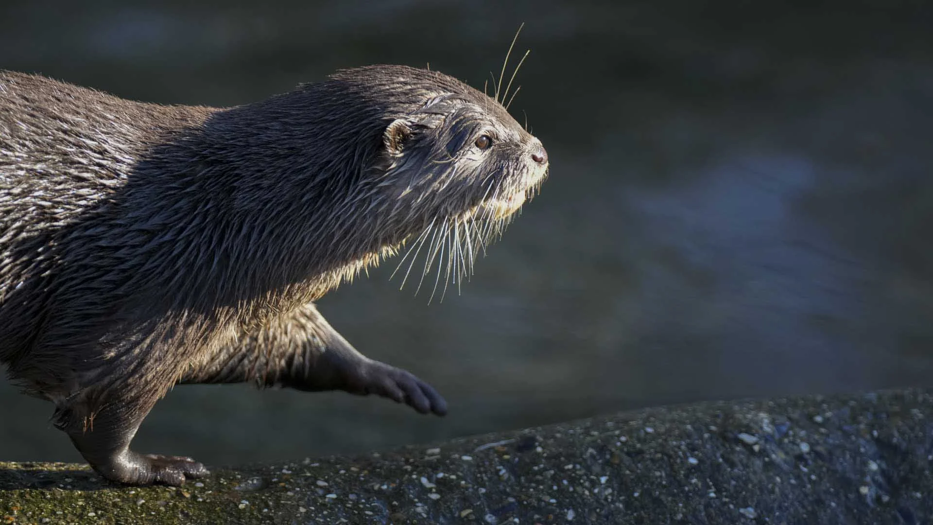  Image Credit: Angela Nicholson. Another image that benefited fro the Sony A1 II’s animal eye detection. Camera: Sony A1 II, Lens: Sony FE 70-200mm F2.8 GM OSS with Sony 2x Teleconverter, at 304mm, F/5.6, 1/1000 Sec and ISO 1600.  