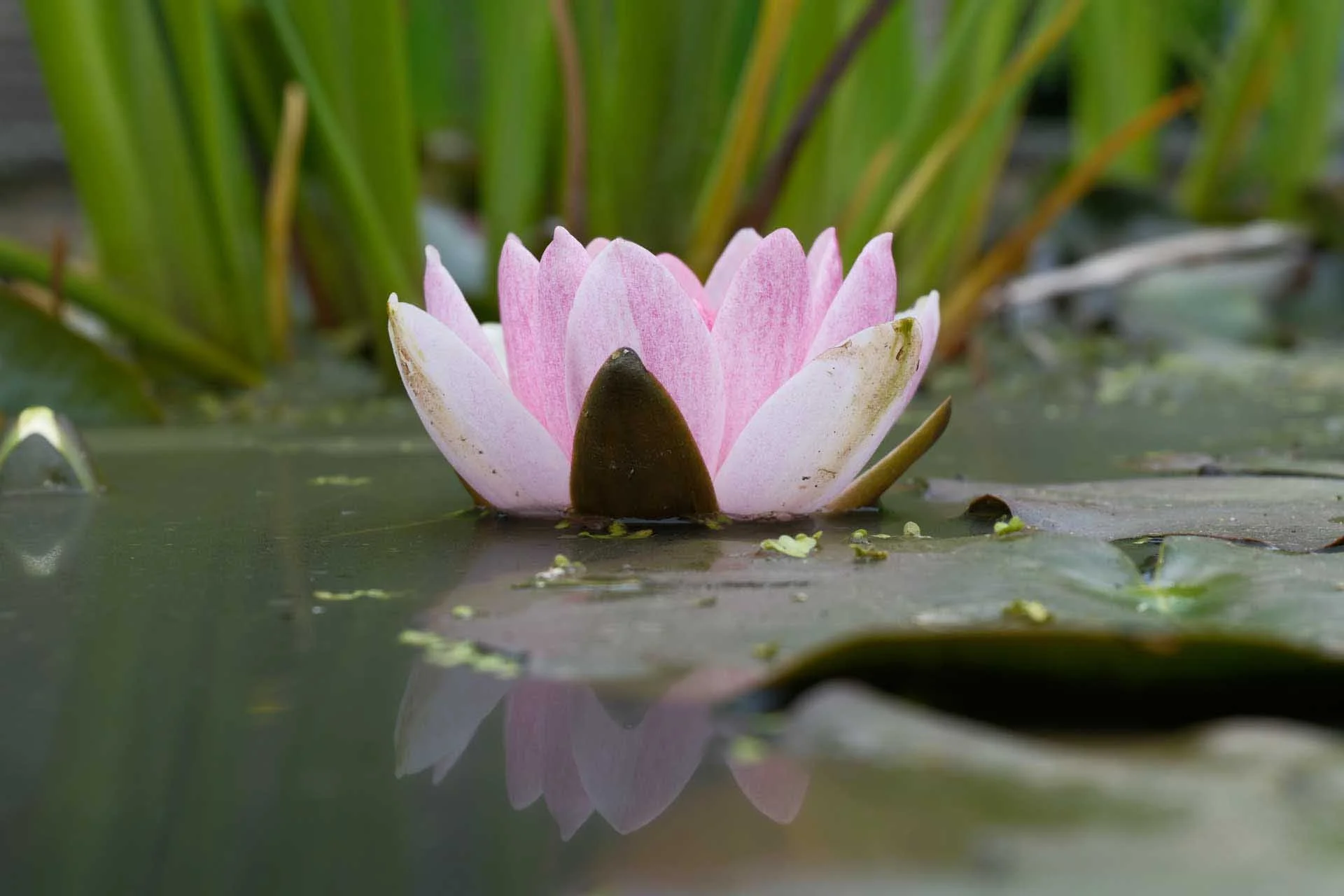 Image Credit: Angela Nicholson This image was captured using the new X F16-50mm F2.8-4.8 R LM WR kit lens at the 50mm point and at an aperture setting of f/8.