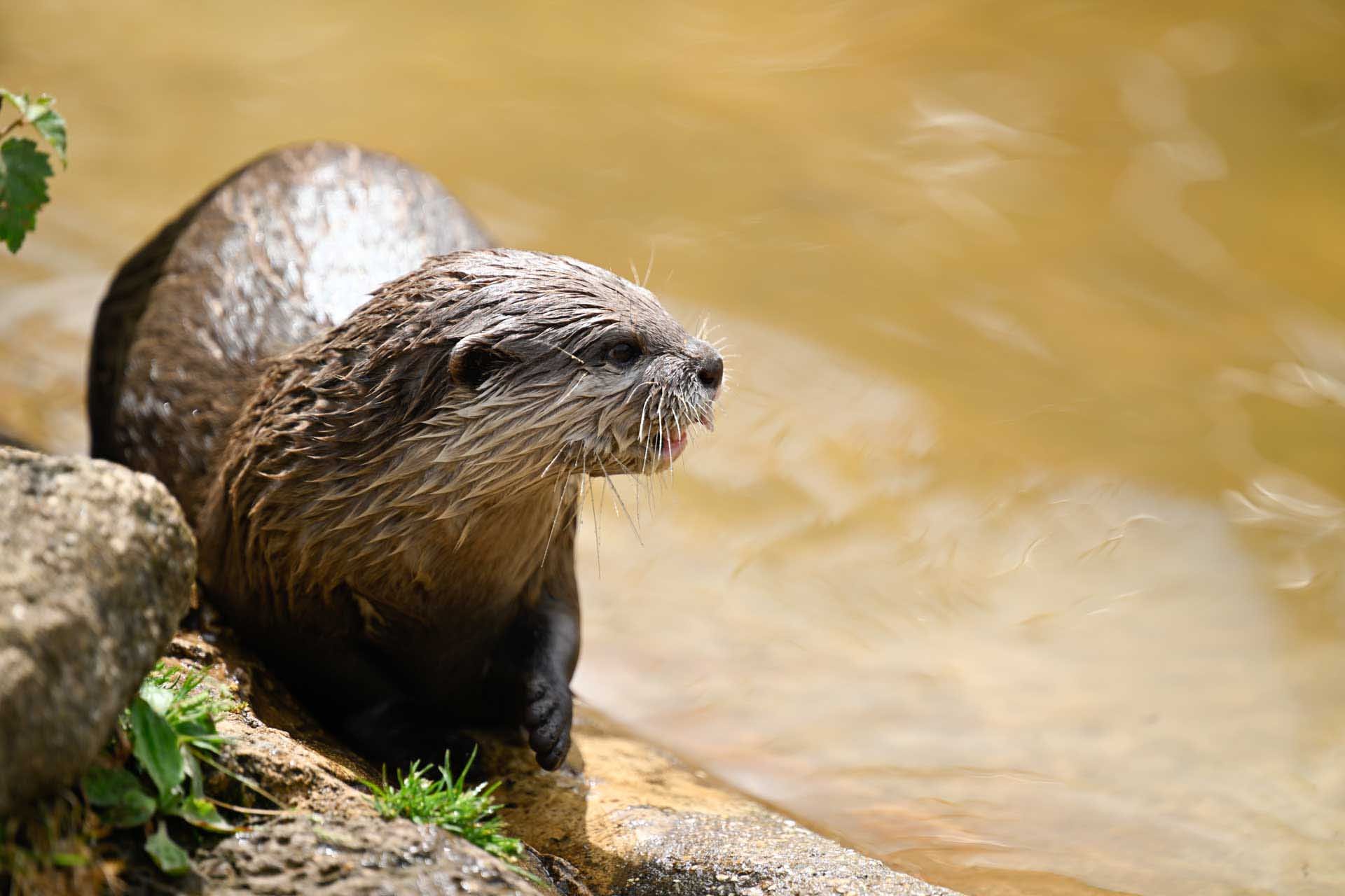  Image credit: Angela Nicholson. The Z8’s Animal Detection AF made it much easier than normal to capture fast-moving otters. Camera: Nikon Z8, Lens  Z 70-200mm F2.8 VR S with TC 1.4X, shutter speed, 1/1000 sec, aperture f/4, ISO 100. 