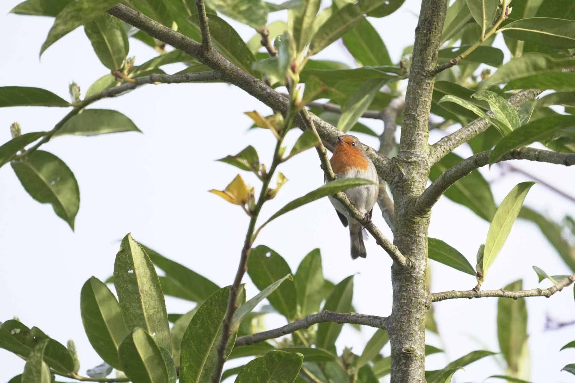  Again, zooming to the 800mm end of the lens produces a much better result. 