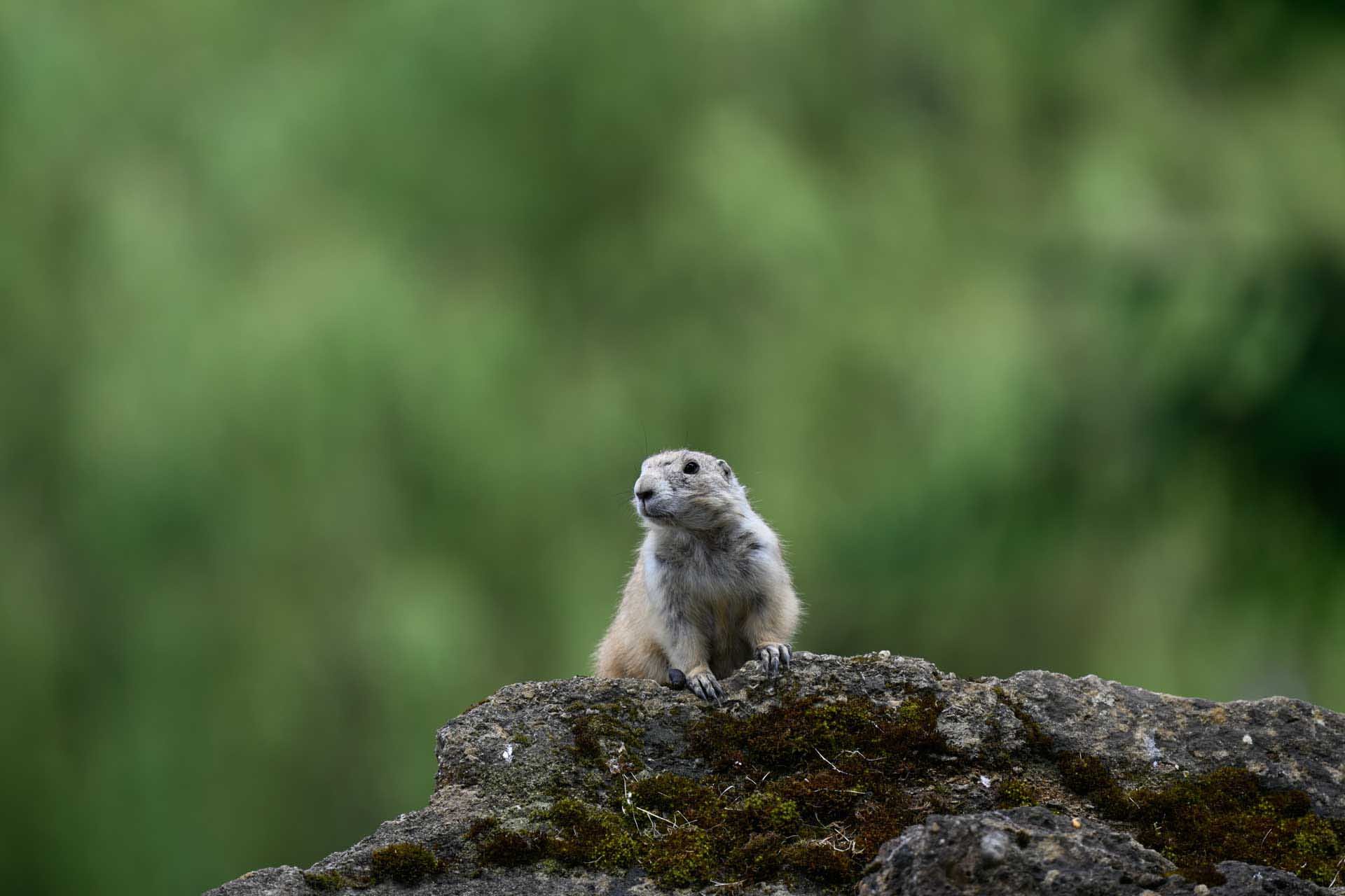  Image credit: Angela Nicholson. The Animal subject detection worked perfectly with this prairie dog. This image was shot using the Z 70-200mm F2.8 S mounted on the Z6 III via a Nikon Z TC-2.0X Teleconverter.  The camera settings were: shutter speed, 1/500 sec, aperture f/5.6, ISO 1000. 