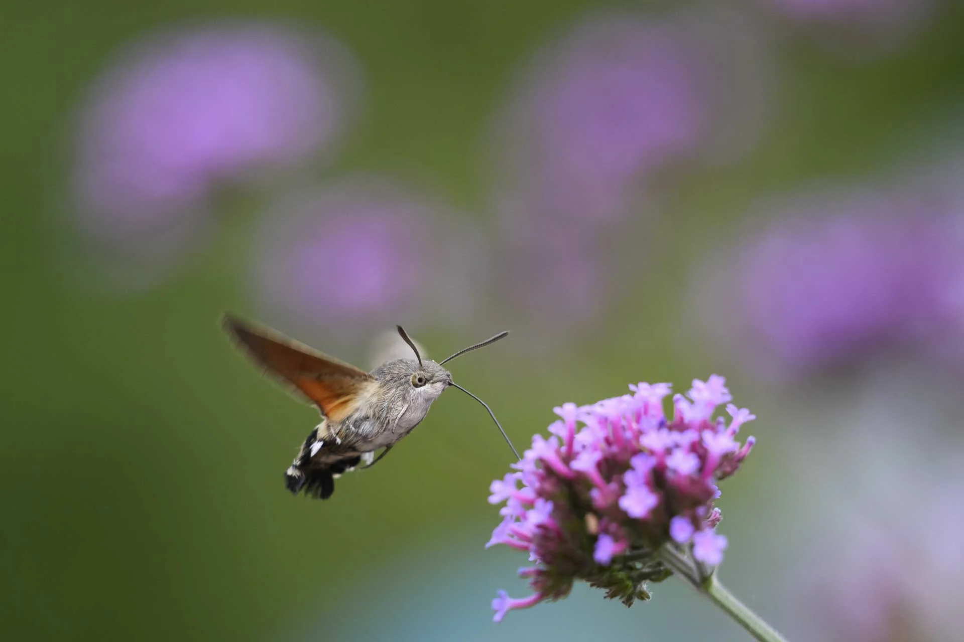 A close-up of a hummingbird hawk-moth hovering beside a purple flower, sipping nectar with its long proboscis against a soft green and purple background.