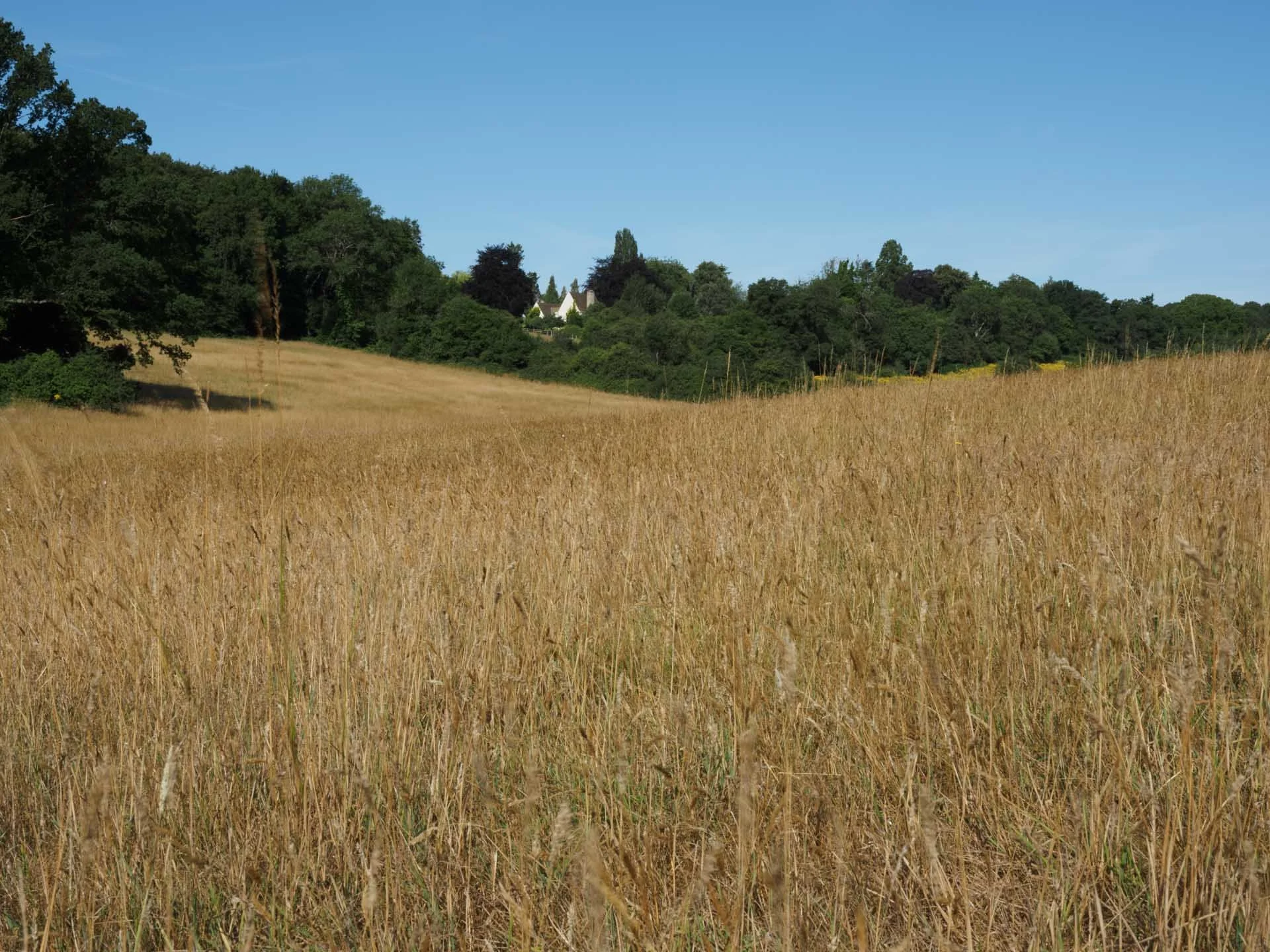  Another great result from the OM-5 II’s hand-held High Res Shot mode. 