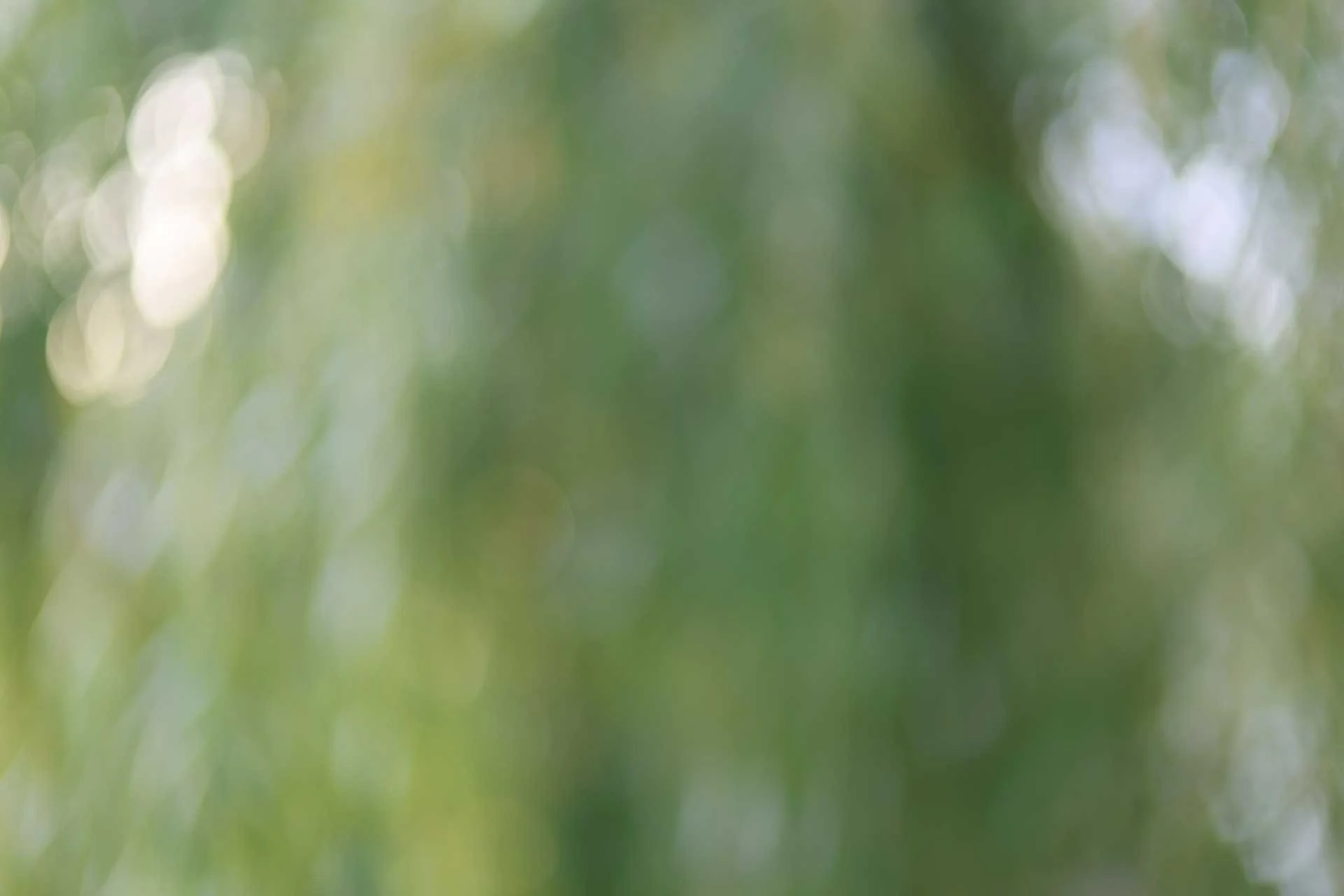 Generally, out of focus areas in images captured using the RF 45mm f/1.2 look good, but small highlights can go rather cats-eye shaped towards the corners. Image Credit: Angela Nicholson, camera: Canon EOS R6 Mark III, lens: Canon RF 45mm F1.2 STM at f/1.2, 1/160 sec and ISO 100.