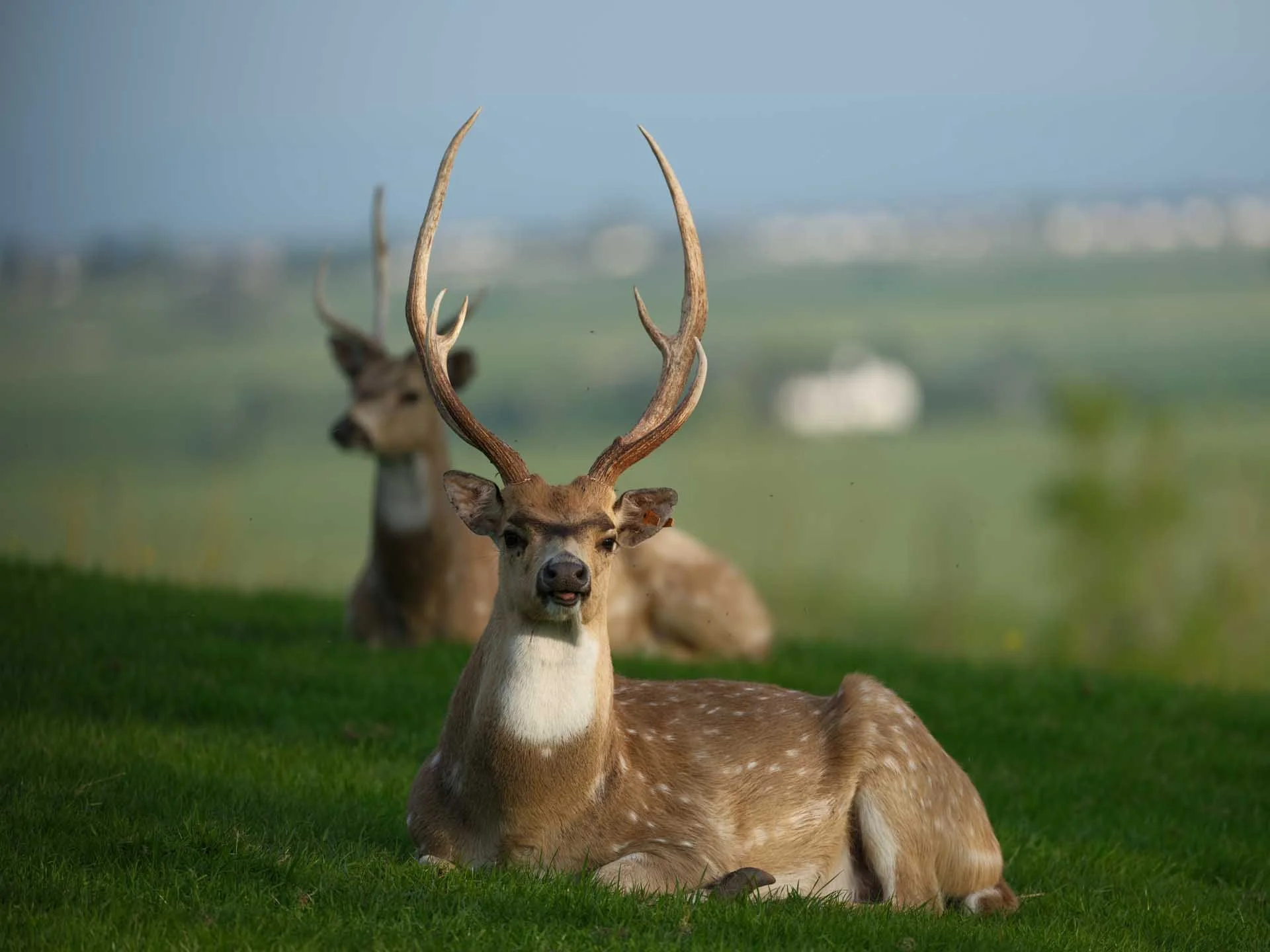 Image Credit: Angela Nicholson The subject detection was set to detect animals, and it didn’t skip a beat with this subject.