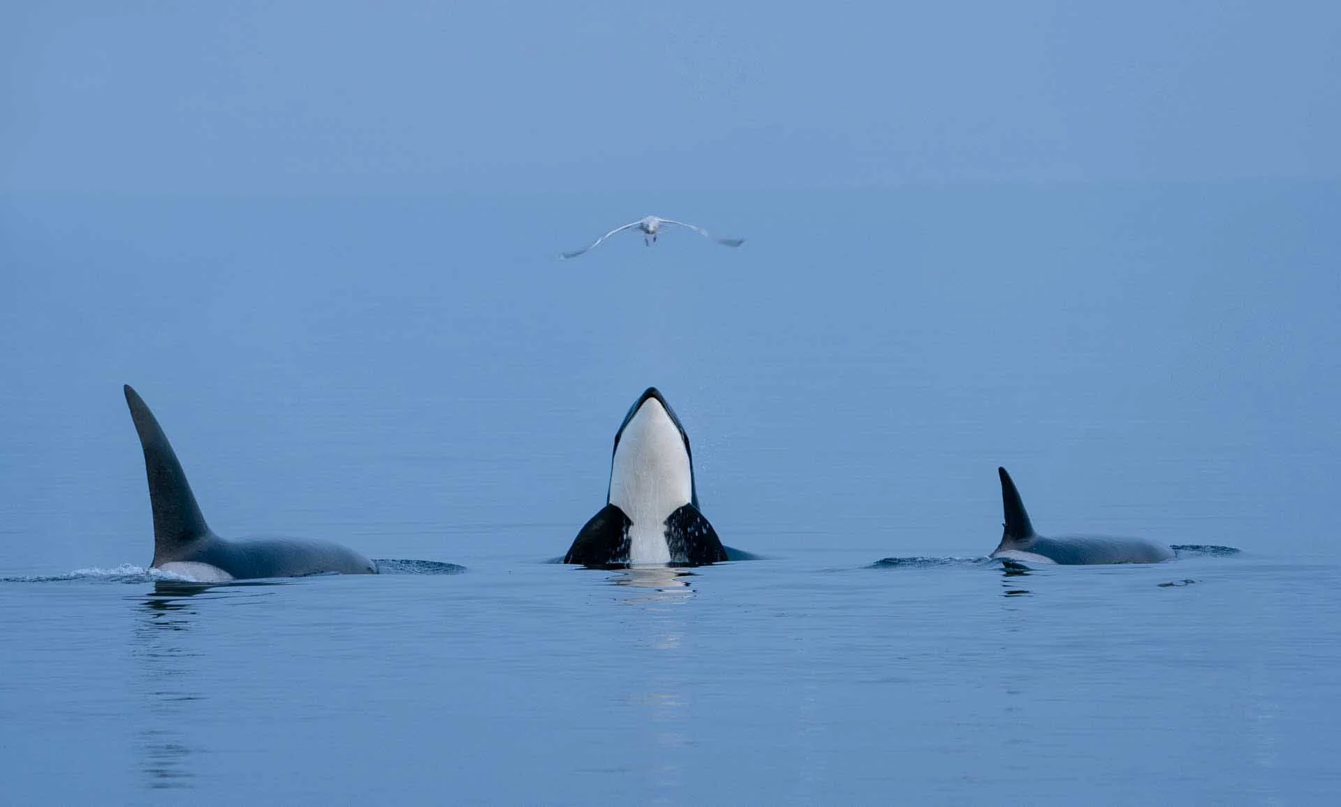  Title: Peekaboo Photographer: Cristina Mittermeier Location and Year: British Columbia, Canada, 2019 Caption: There are moments like this when I simply happen to be in the right place at the right time, my eye trained on the tiny signals of life stirring beneath the surface. I waited until one of the orcas we had been watching rose from the water to peek at our boat just as a gull was swooping down from the skies. For a split second, it was like all the forces of nature conspired for the perfect composition.    Listen to our podcast with Cristina Mittermeier   