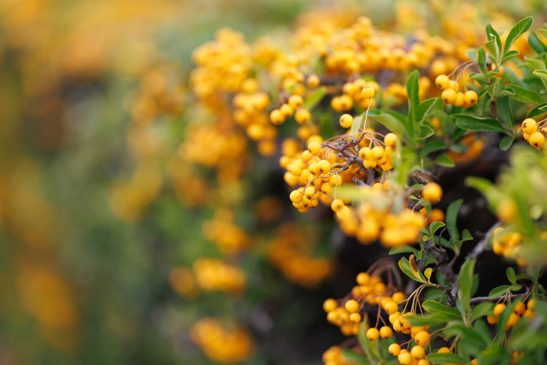  Shooting near the 75cm closest focusing distance really mits the depth of field when you shoot at f/1.4. Image Credit: Angela Nicholson, Camera: Canon EOS R5 Mark II, Lens: Canon RF 85mm F1.4L VCM at 1/1250 sec, f/1.4 and ISO 100. 