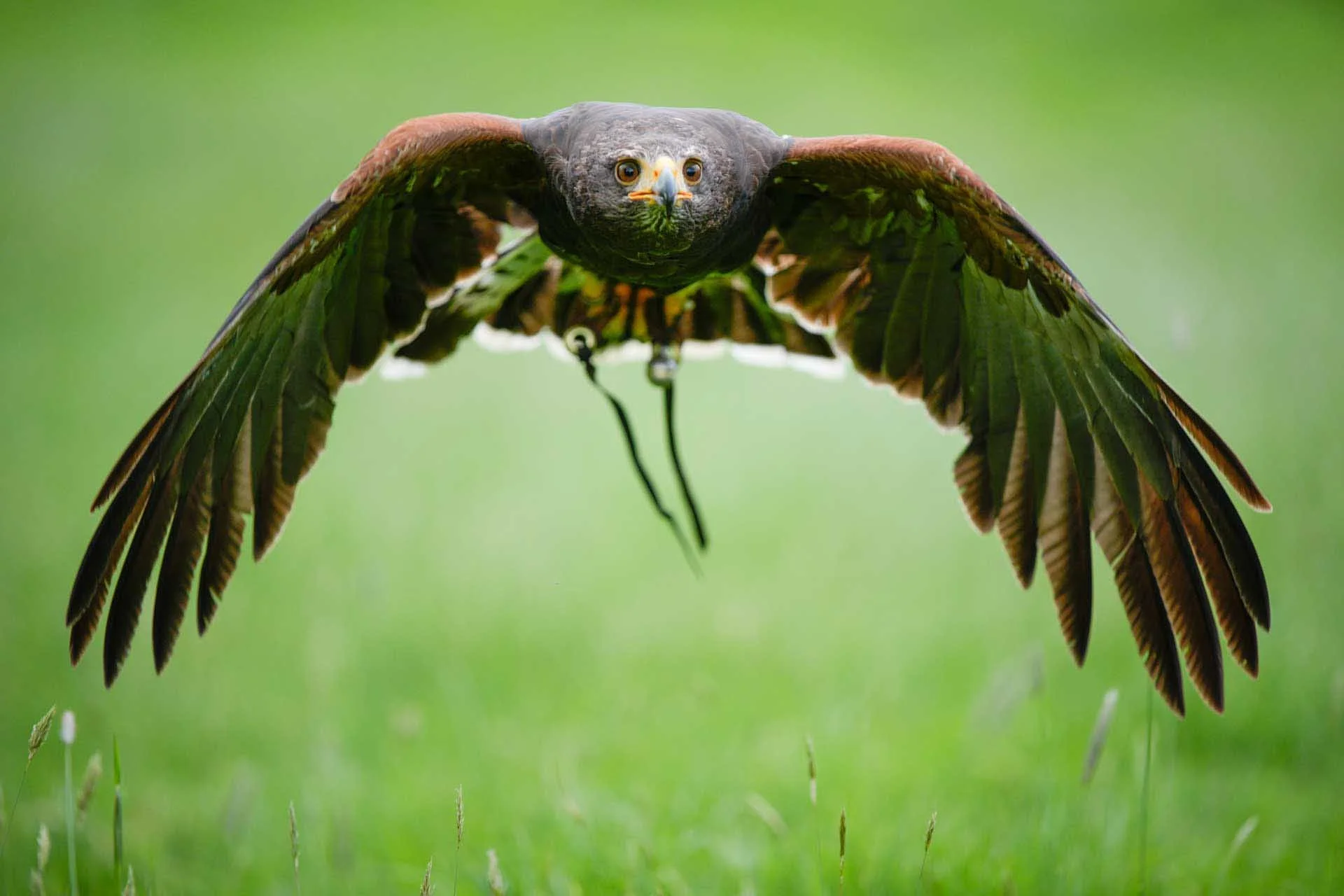 The Sony A9 III's subject detection system is a significant benefit to anyone attempting to photograph birds in flight.
