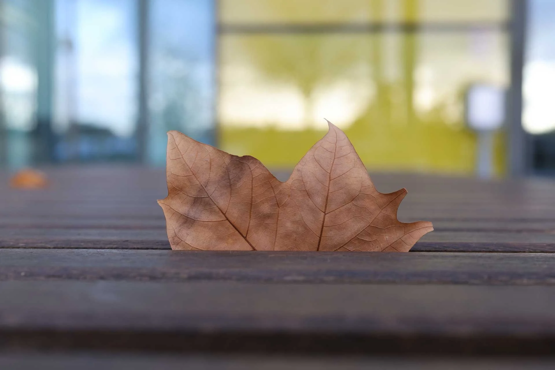 This image was shot at close to the lens’ closest focusing distance (45cm). Image Credit: Angela Nicholson, camera: Canon EOS R6 Mark III, lens: Canon RF 45mm F1.2 STM at f/1.2, 1/500 sec and ISO 100.